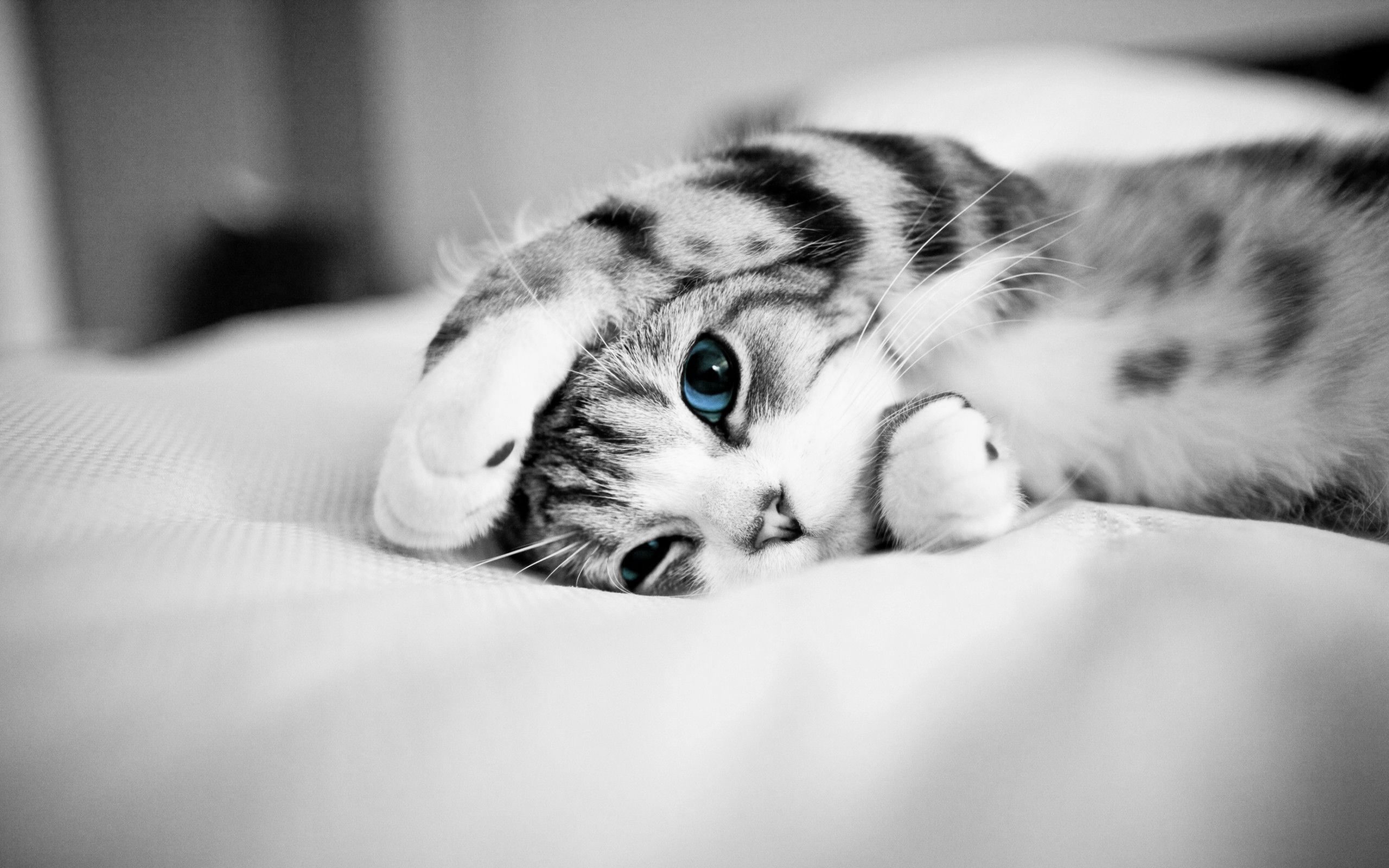 Kätzchen, Blaue Augen, Bett, Schwarz-Weiß, Liegend, 2K, Hintergrundbild für den PC