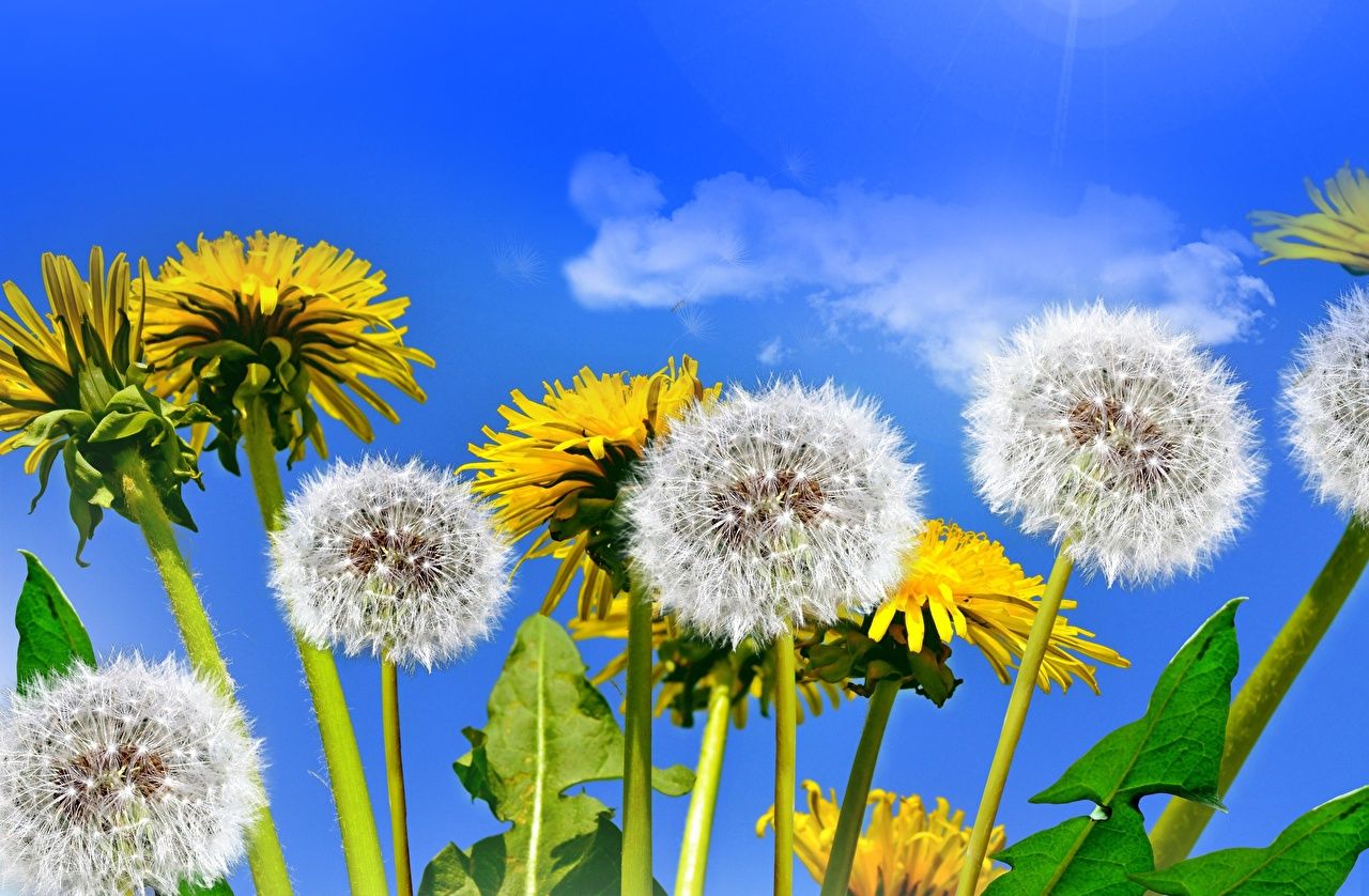 Löwenzahn, Pusteblumen, Gelbe Blüten, Blauer Himmel, Froschperspektive, HD, PC-Hintergrundbild