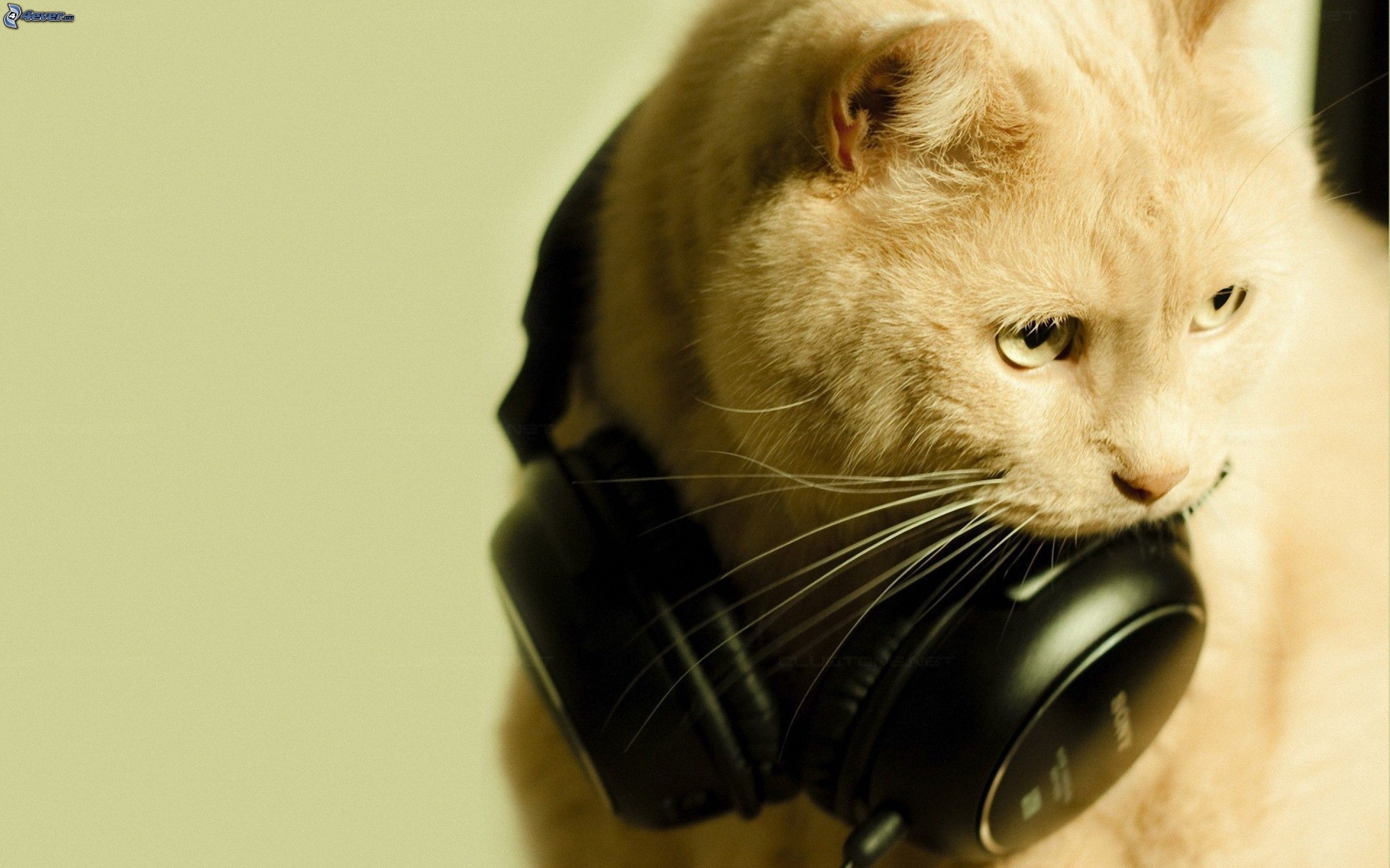 Kopfhörer, Helle Katze, Musik, Lustig, 2K, Hintergrund für den Desktop