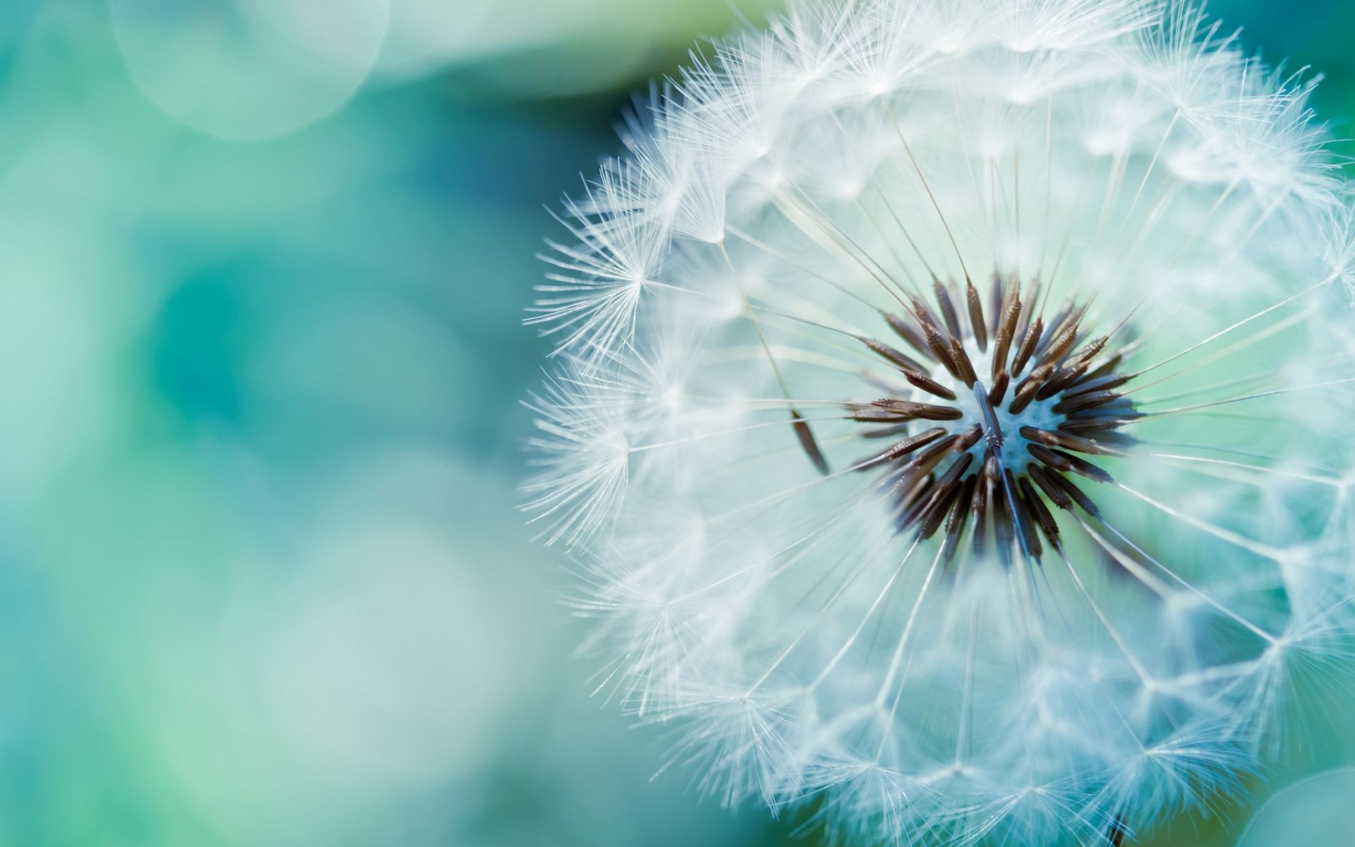 Pusteblume, Makro, Bokeh, Türkis, Nahaufnahme, 16:10, Full-HD-Hintergrundbild für den Desktop