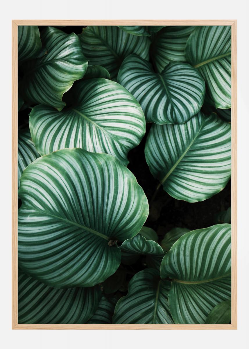 Calathea, Blätter, Grün, Bilderrahmen, Pflanzen, HD, Hintergrundbild fürs Tablet