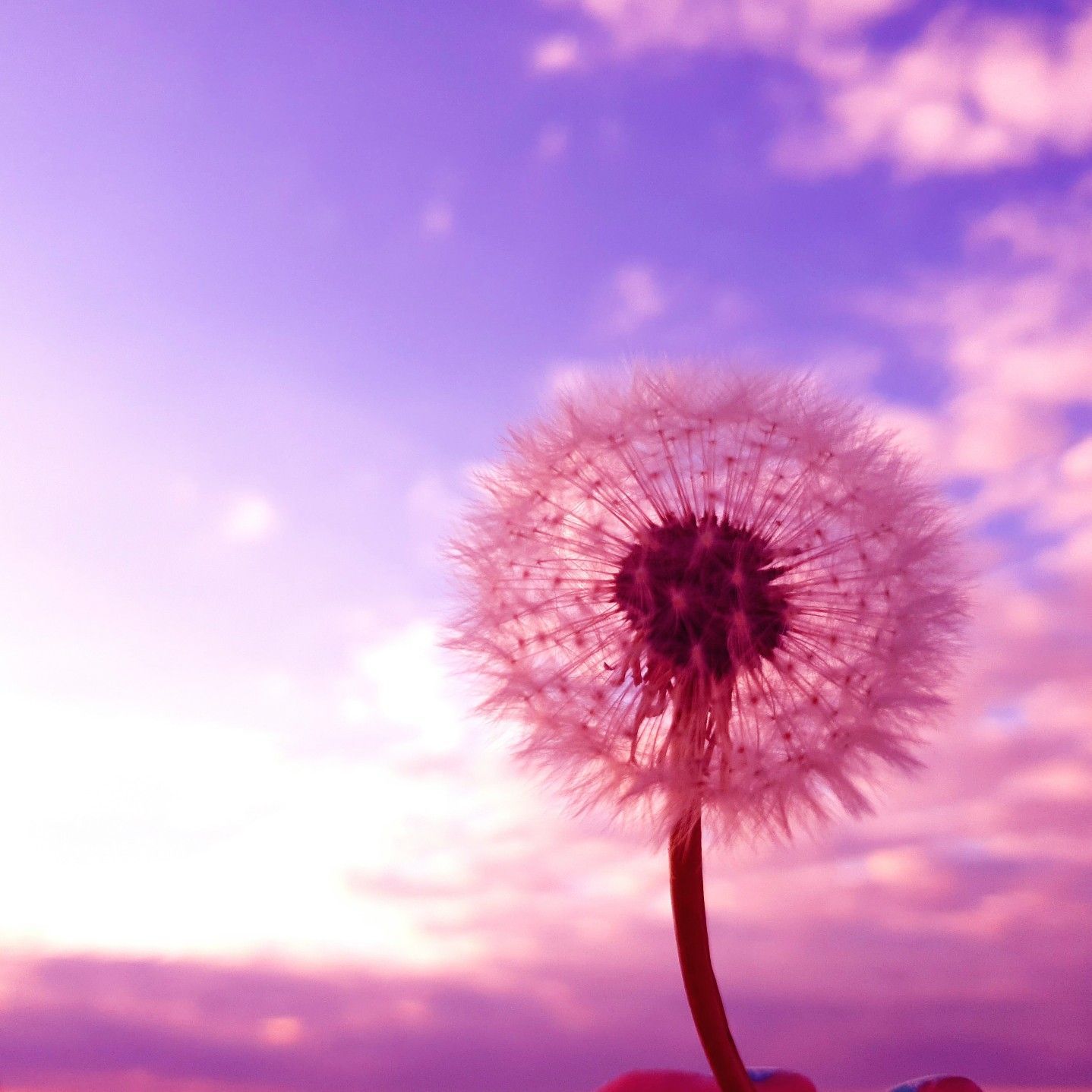 Pusteblume, Rosa, Lila Himmel, Verträumt, Hintergrundbild für iPad und Tablet