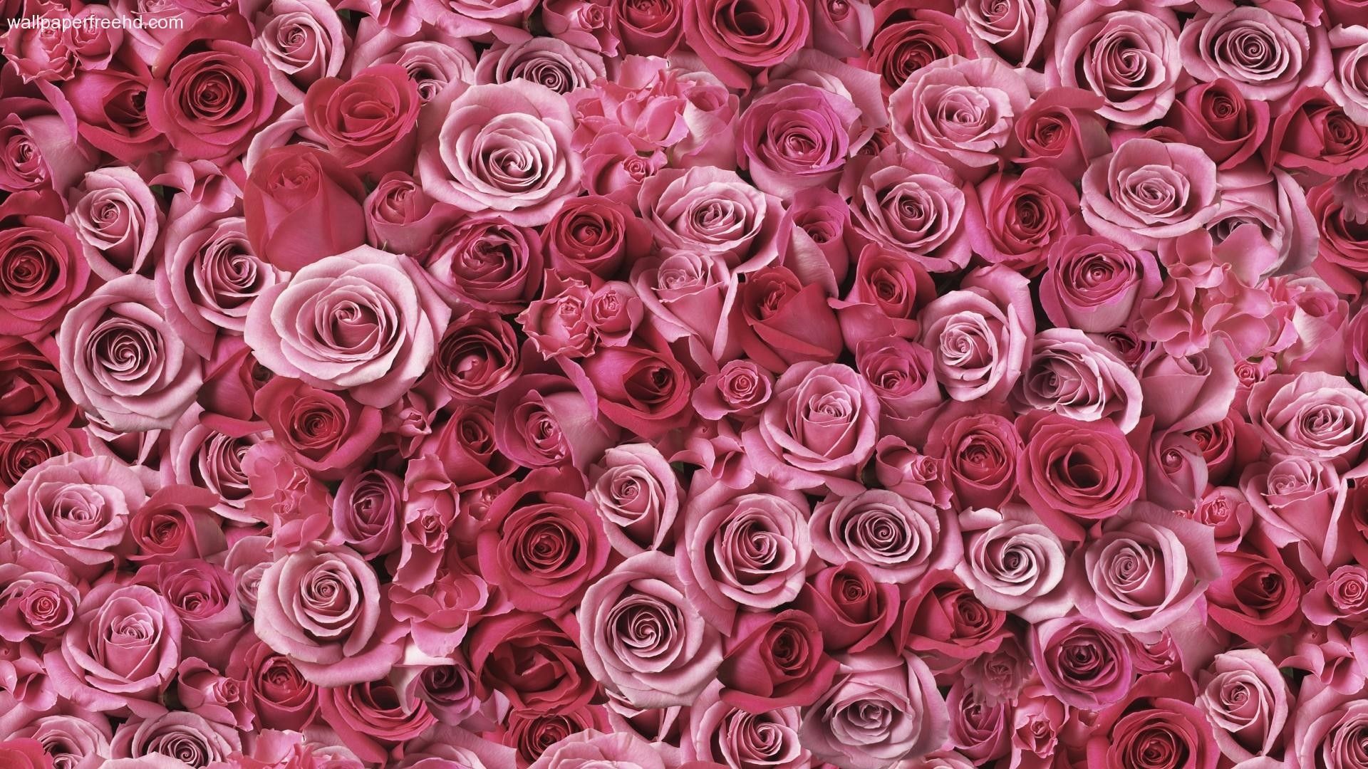 Rosenmeer, Pinke Rosen, Blütenmeer, Draufsicht, 1920x1080, Full-HD-Hintergrundbild für PC