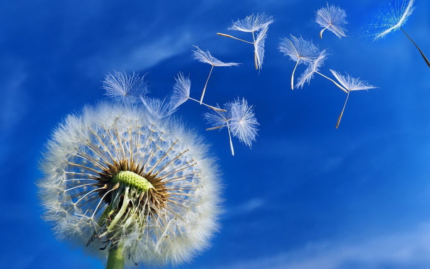 Pusteblume, Flugsamen, Blauer Himmel, Wind, Makro, 16:10, HD-Hintergrundbild für den Desktop