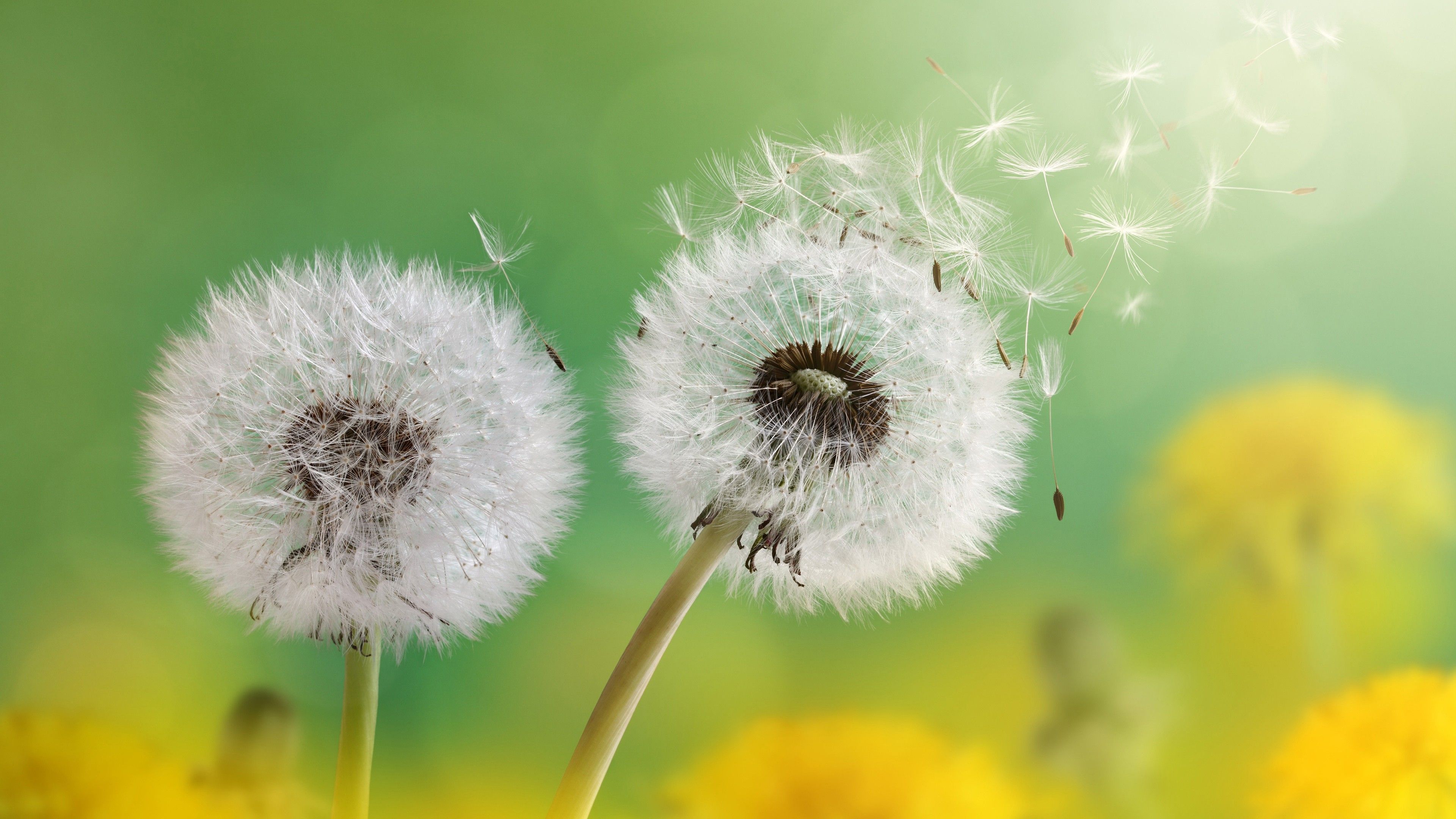 Pusteblumen, Flugsamen, Gelbe Blüten, Bokeh, Frühling, 4K 2160p, Desktop-Hintergrundbild