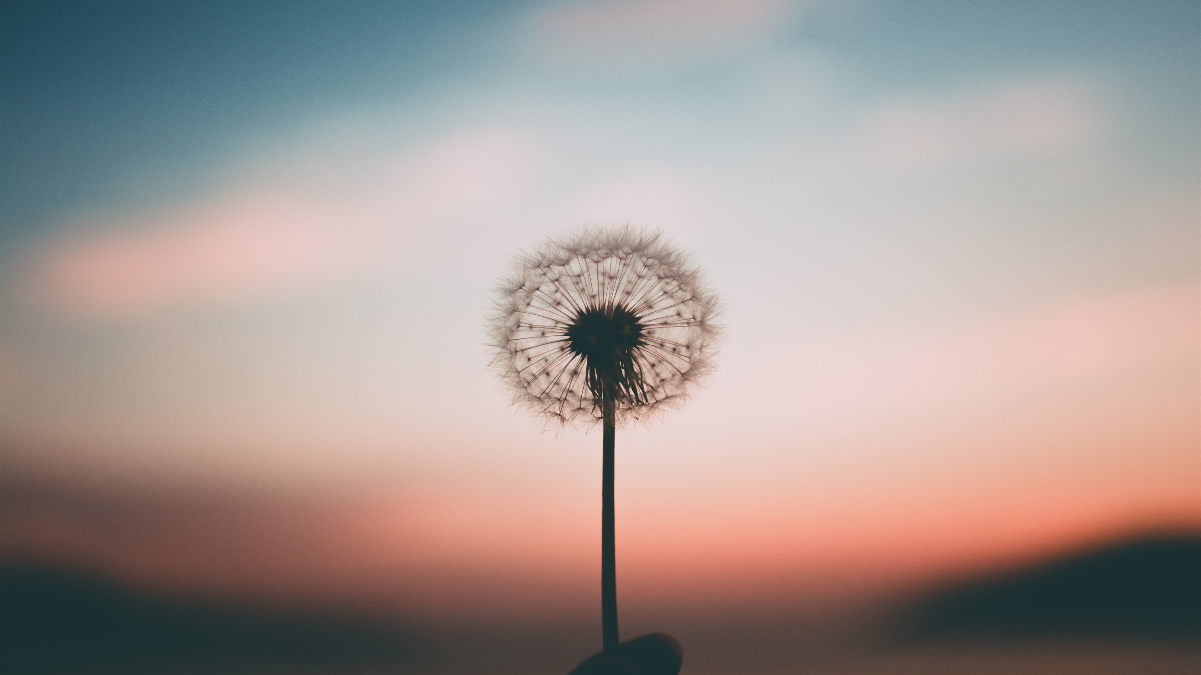 Pusteblume, Silhouette, Abendhimmel, Rosa, Minimalistisch, 3840x2160, Desktop-Hintergrund