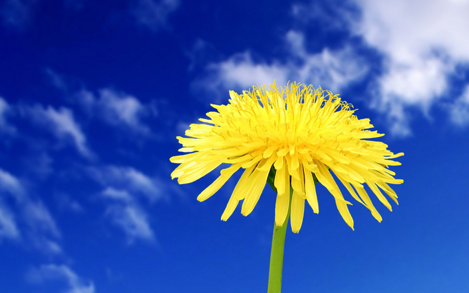 Löwenzahnblüte, Gelb, Blauer Himmel, Wolken, Froschperspektive, Full HD, PC-Hintergrundbild