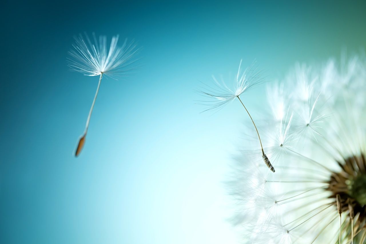 Pusteblume, Flugsamen, Türkis, Makro, Minimalistisch, HD, Hintergrundbild für den PC