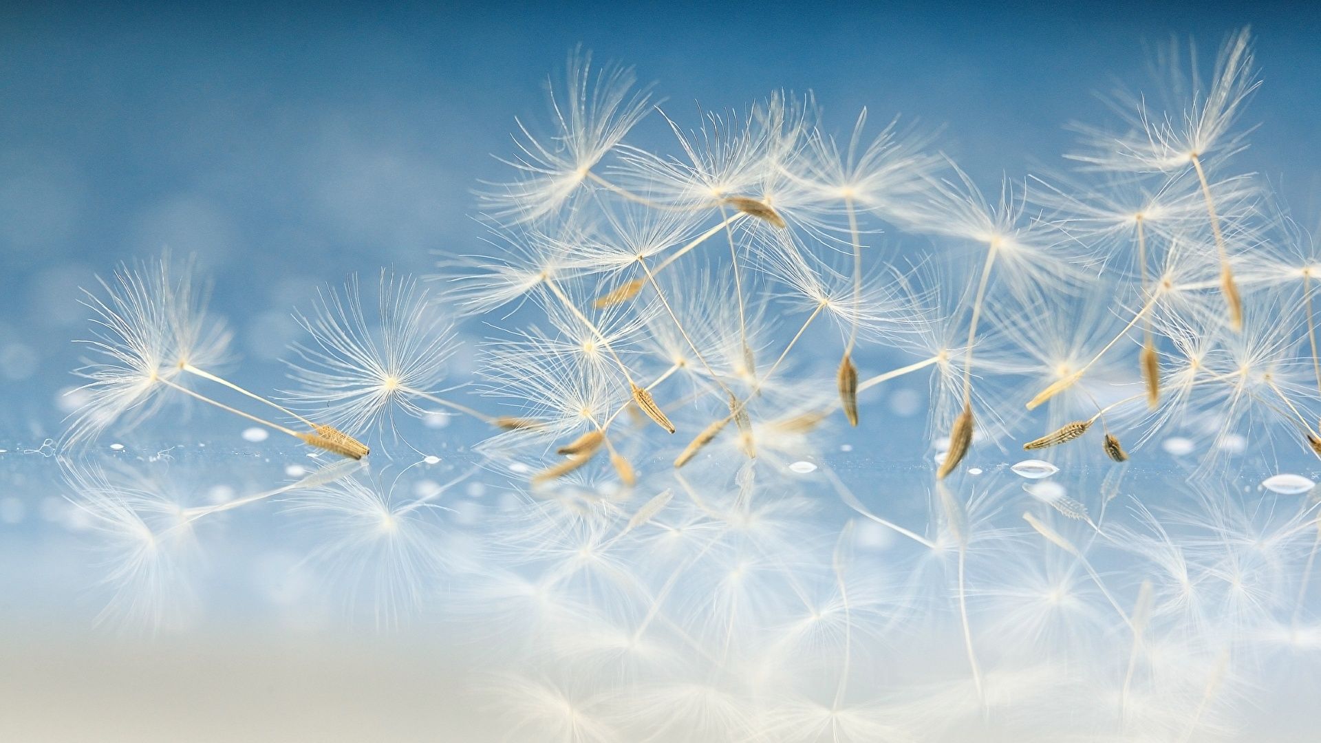 Flugsamen, Pusteblume, Hellblau, Makro, Zart, Full HD 1080p, Desktop-Hintergrundbild