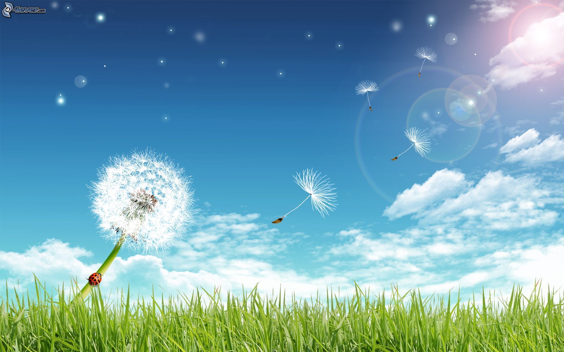 Pusteblume, Marienkäfer, Wiese, Blauer Himmel, Illustration, Full HD, MacBook-Hintergrundbild