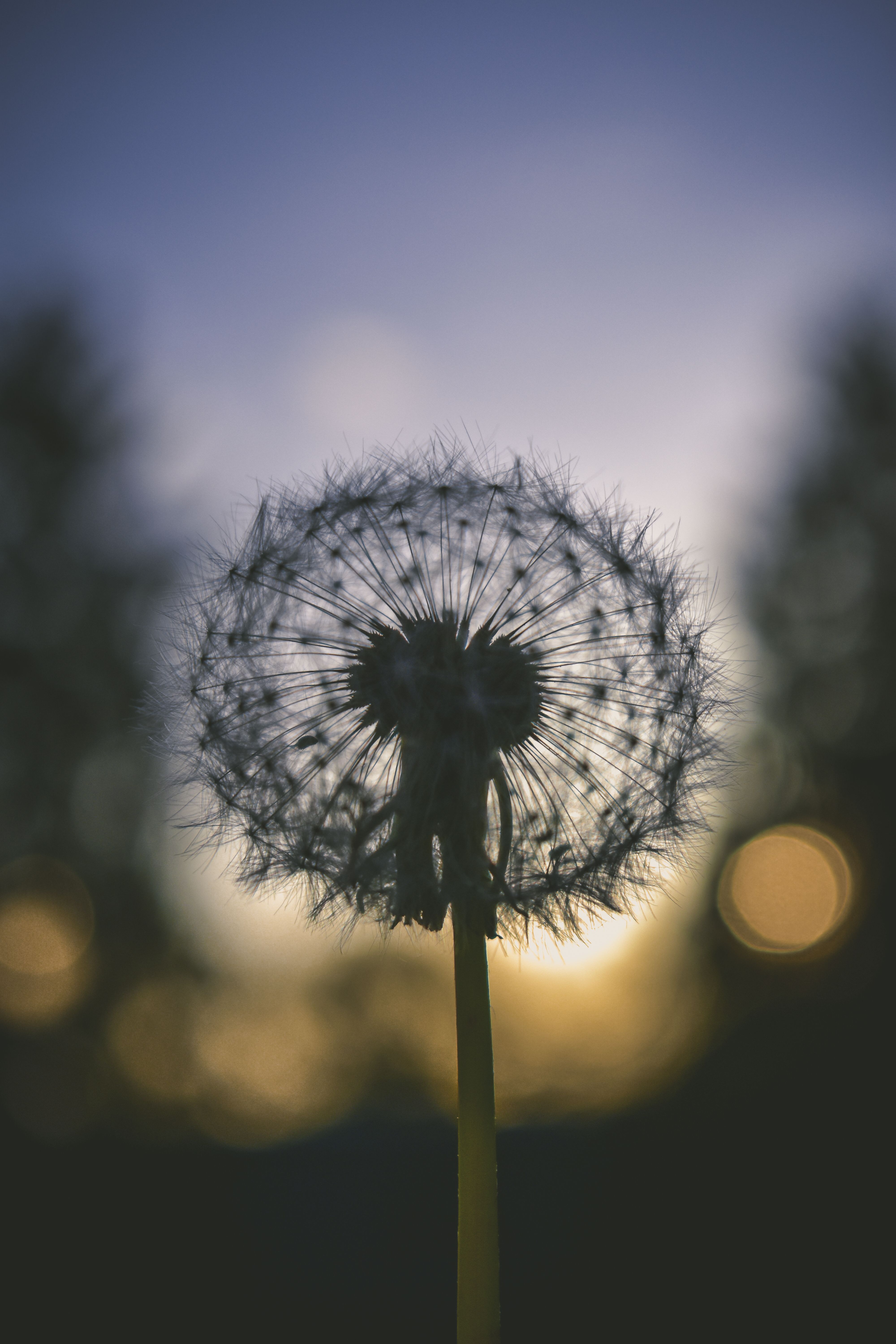 Pusteblume, Bokeh, Dämmerung, Dunkel, Hochformat, Hintergrundbild für iPhone und Android