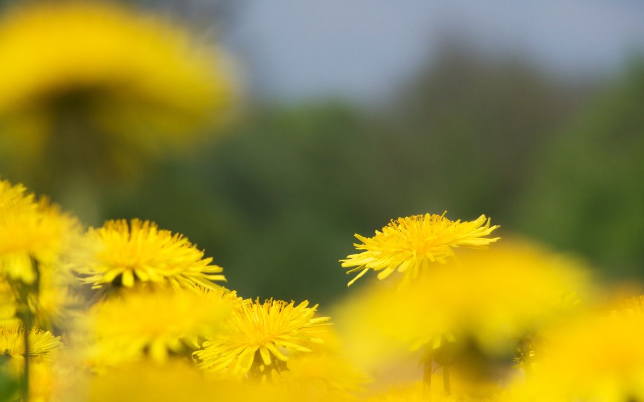 Löwenzahnblüten, Gelb, Wiese, Unschärfe, Frühling, HD, Hintergrund für den Desktop