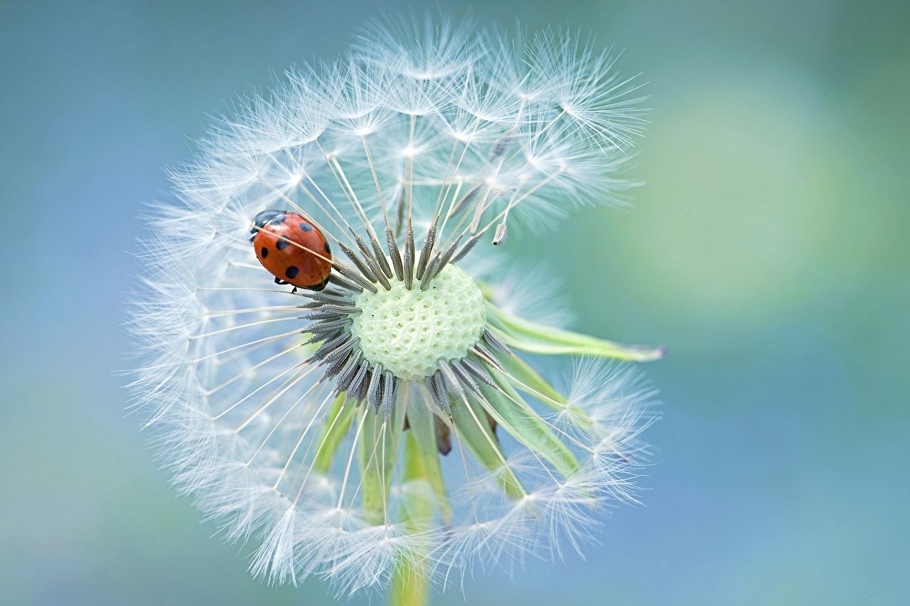Pusteblume, Marienkäfer, Makro, Hellblau, Nahaufnahme, HD, Desktop-Hintergrund für Windows