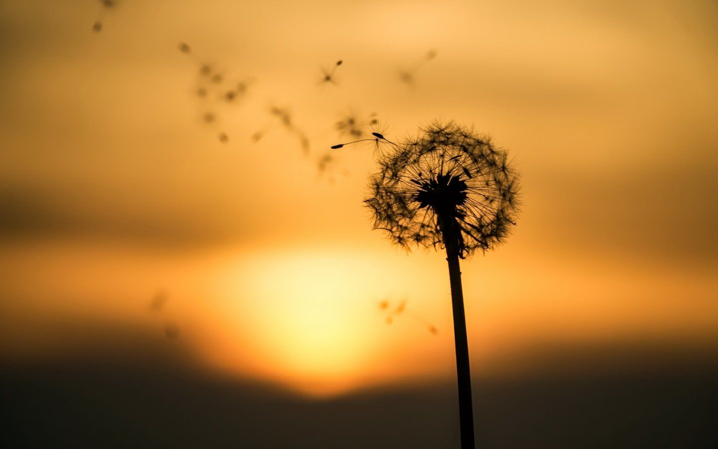 Pusteblume, Silhouette, Sonnenuntergang, Flugsamen, Orange, HD, Windows-Hintergrundbild