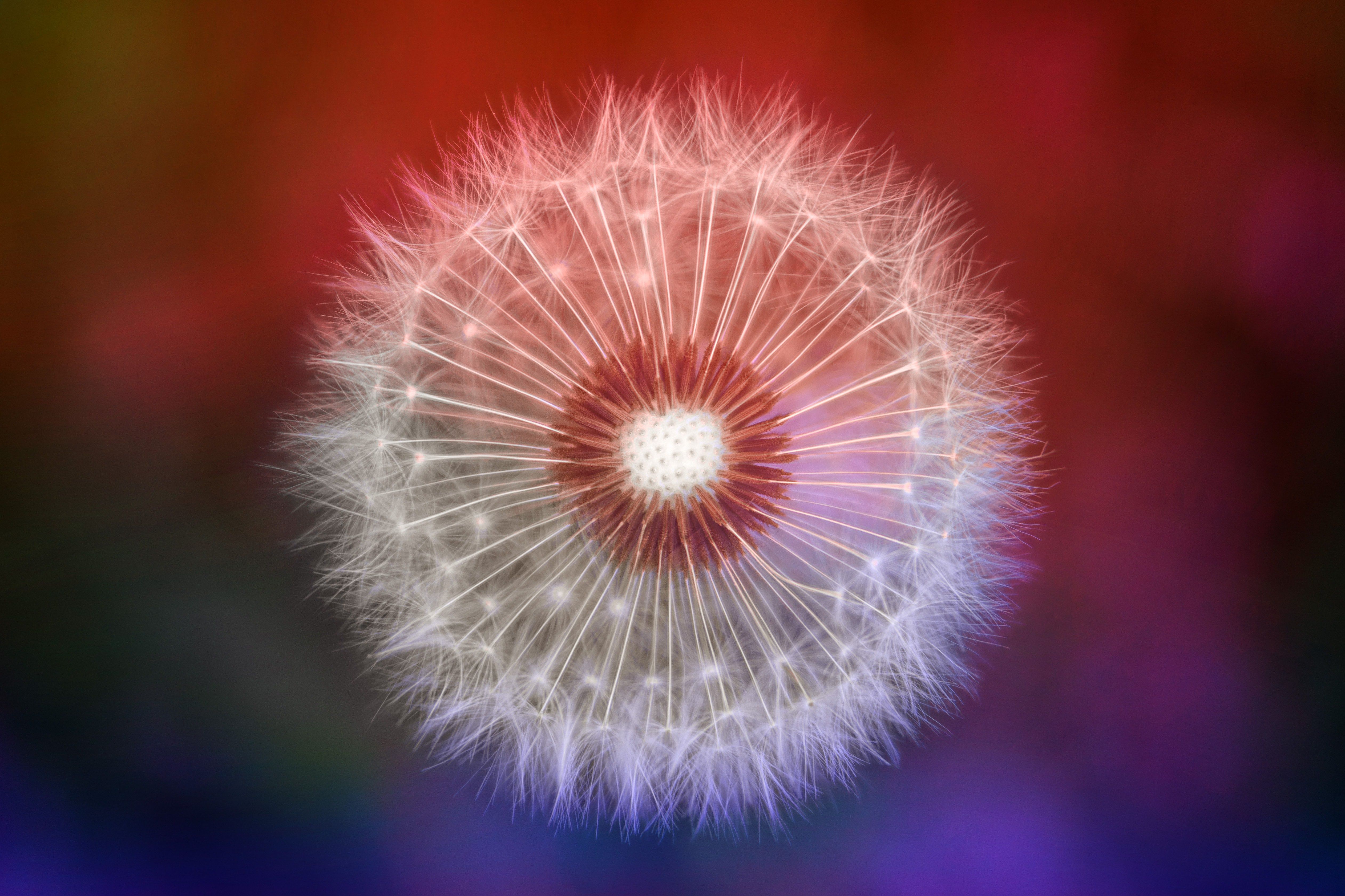 Pusteblume, Makro, Rot, Lila, Bokeh, 4K, Hintergrundbild für den PC