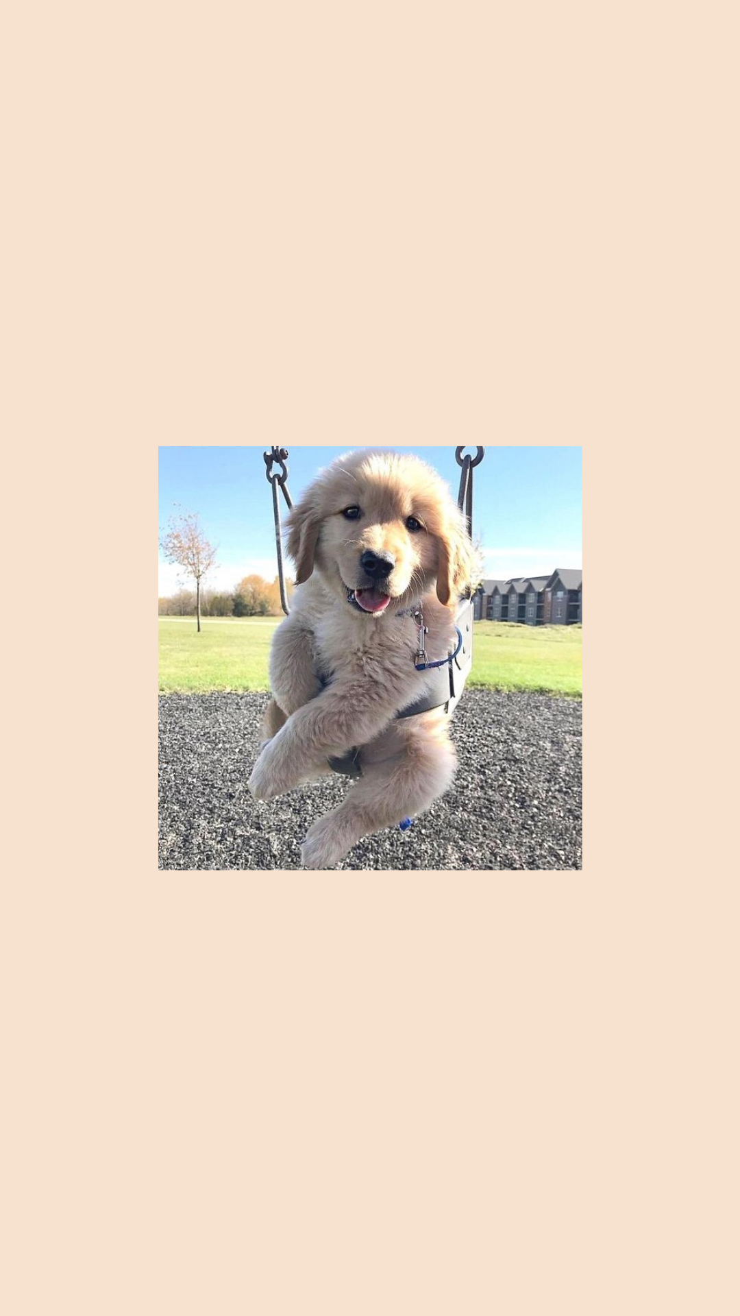 Golden Retriever, Welpe, Wiese, Creme-Hintergrund, Ästhetik, Sperrbildschirm fürs iPhone