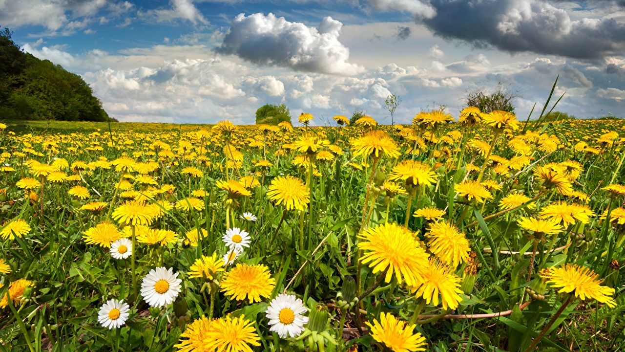 Löwenzahnwiese, Gänseblümchen, Wolken, Frühling, Landschaft, HD, Breitbild-Hintergrundbild