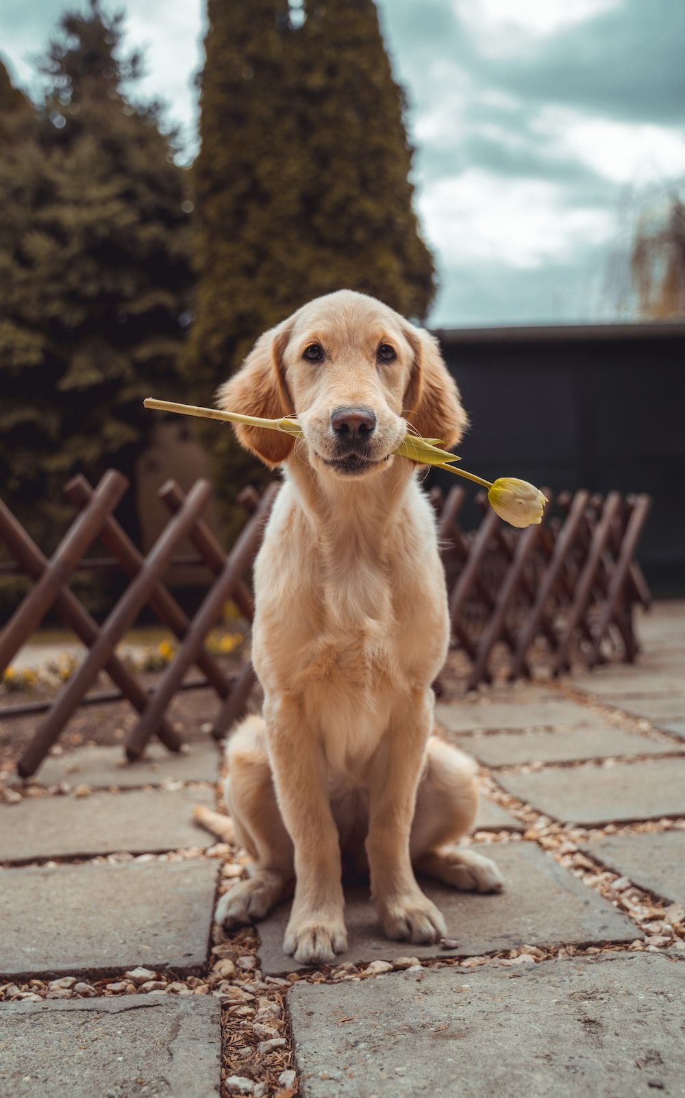 Golden Retriever, Rose im Maul, Zaun, Draußen, Süß, HD, Hintergrundbild fürs Handy
