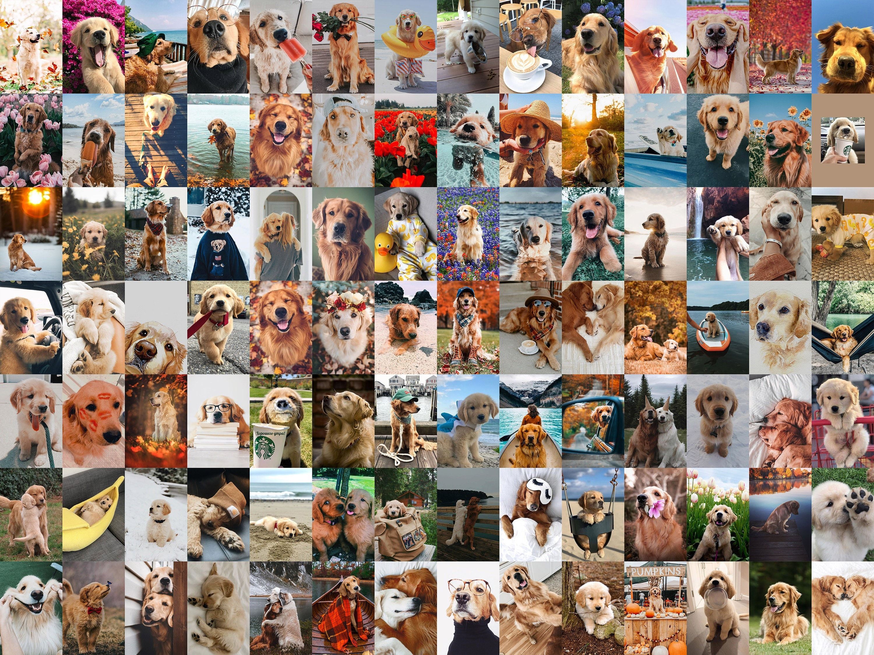 Hunde-Collage, Golden Retriever, Welpen, Moodboard, Bunt, 2K, Tablet-Hintergrund