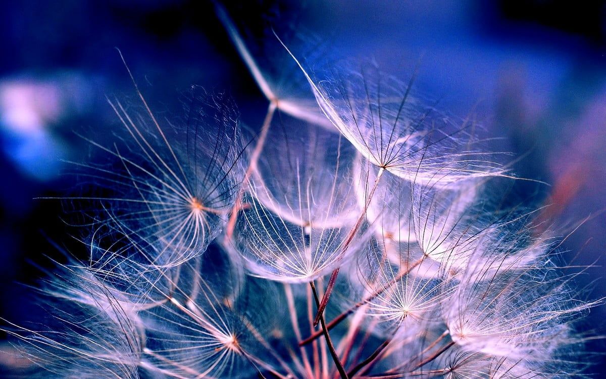Flugsamen, Makro, Blau, Lila, Abstrakt, Hintergrundbild