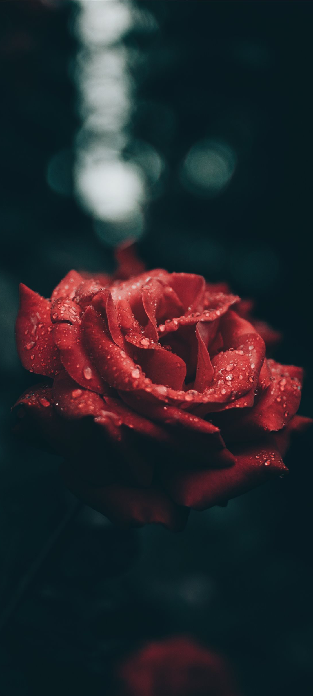 Rote Rose, Wassertropfen, Dunkelgrün, Full HD, Handy-Hintergrund im Hochformat
