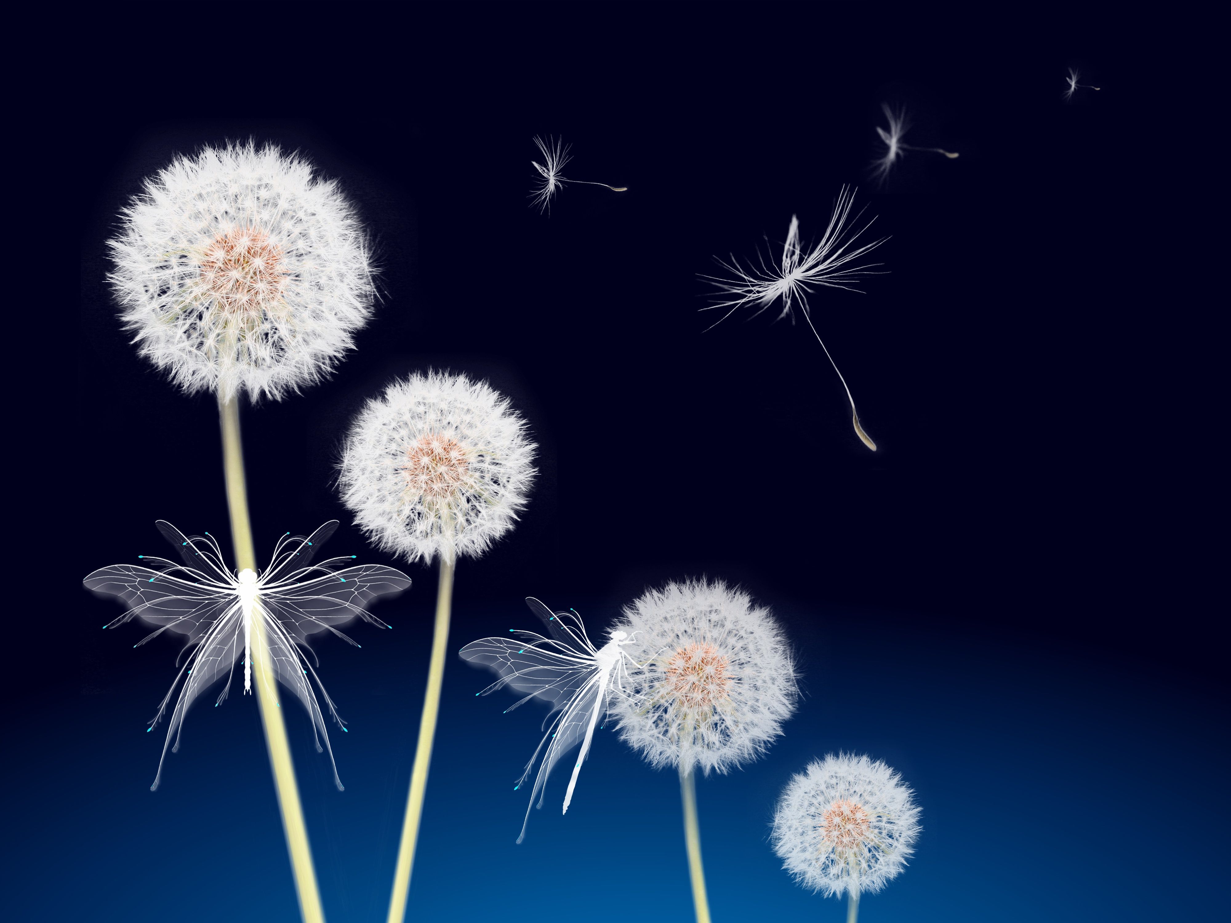 Pusteblumen, Flugsamen, Dunkelblau, Minimalistisch, 4K, iPad-Hintergrundbild