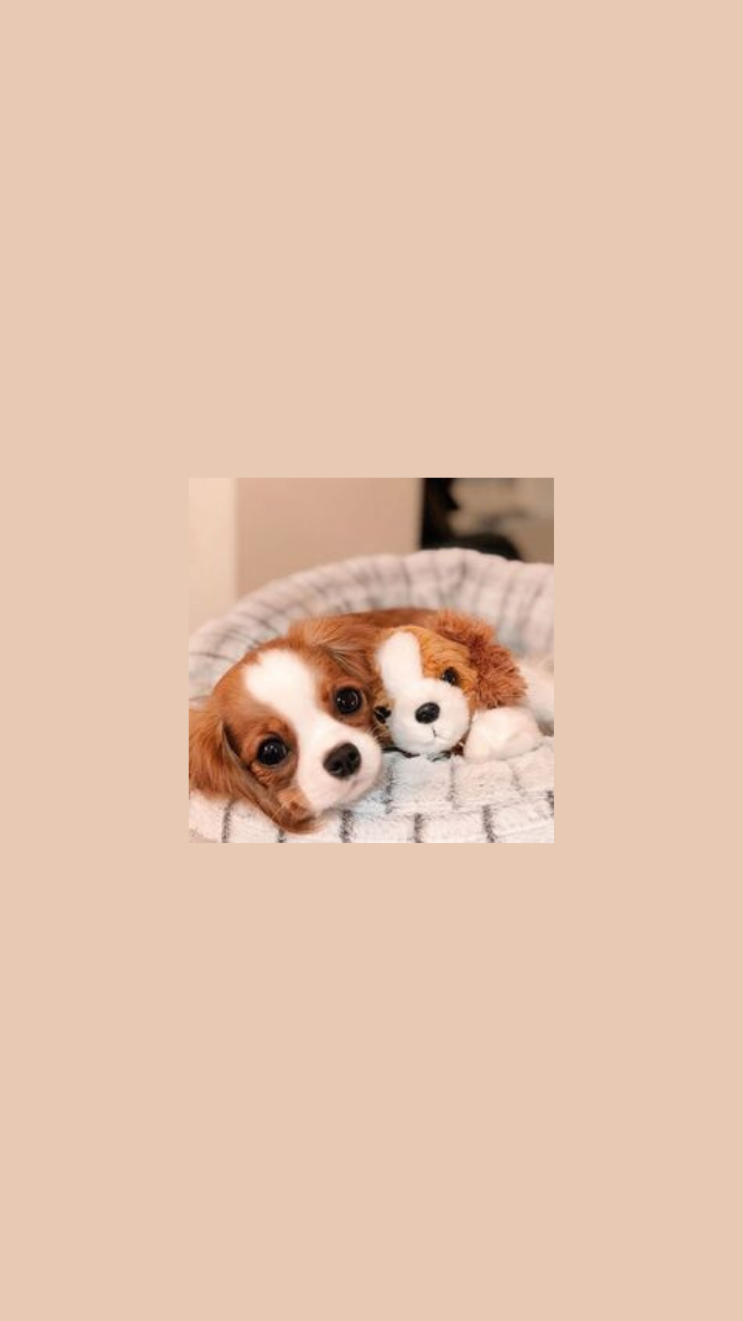 Welpen, Cavalier King Charles Spaniel, Korb, Beige, Süß, Android-Hintergrundbild
