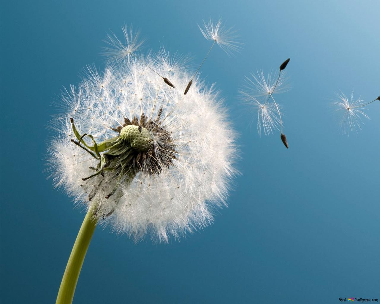 Pusteblume, Insekt, Flugsamen, Blau, Makro, HD, Desktop-Hintergrund für Windows