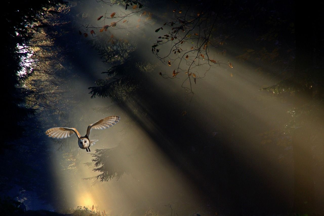 Schleiereule, Lichtstrahlen, Wald, Nacht, Fliegen, HD, Hintergrundbild für den PC