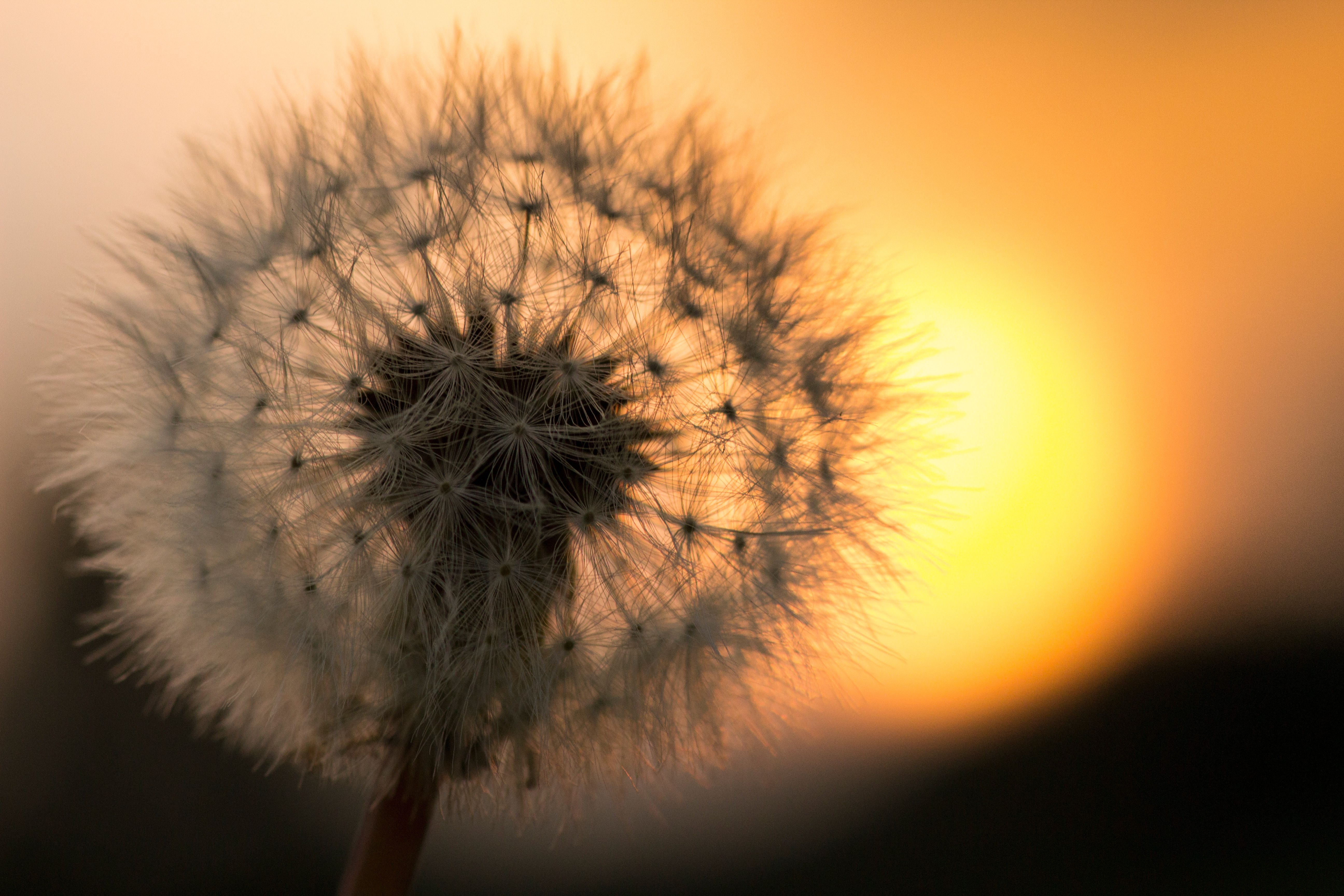 Pusteblume, Gegenlicht, Sonnenuntergang, Orange, Makro, 5K, Hintergrundbild für den PC
