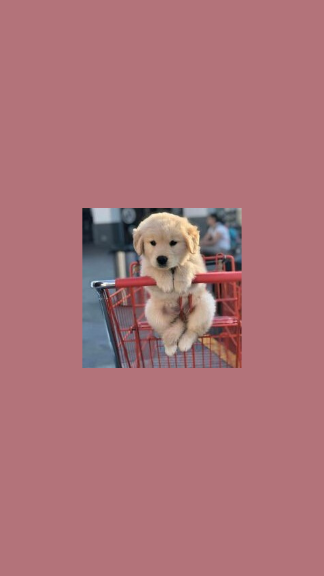Golden Retriever, Welpe, Einkaufswagen, Altrosa, Süß, Full HD, Handy-Hintergrund im Hochformat
