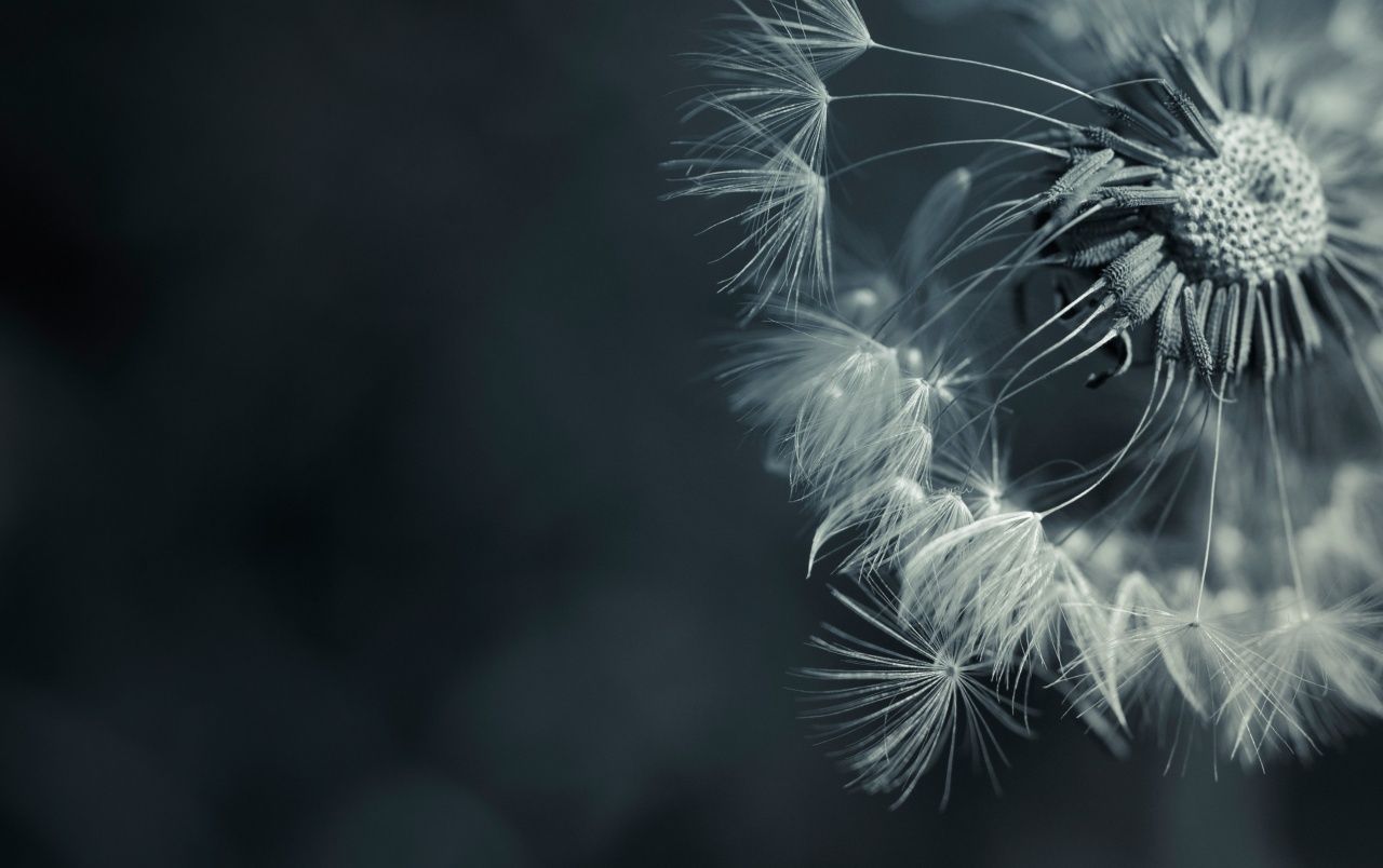 Pusteblume, Makro, Grau, Monochrom, Dunkel, HD, Hintergrundbild für den PC