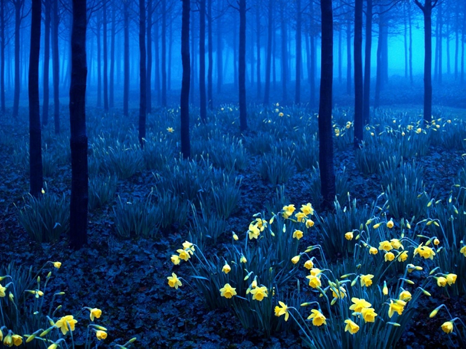 Wald, Narzissen, Blaue Stunde, Nebel, Blumen, HD, Hintergrundbild fürs Tablet