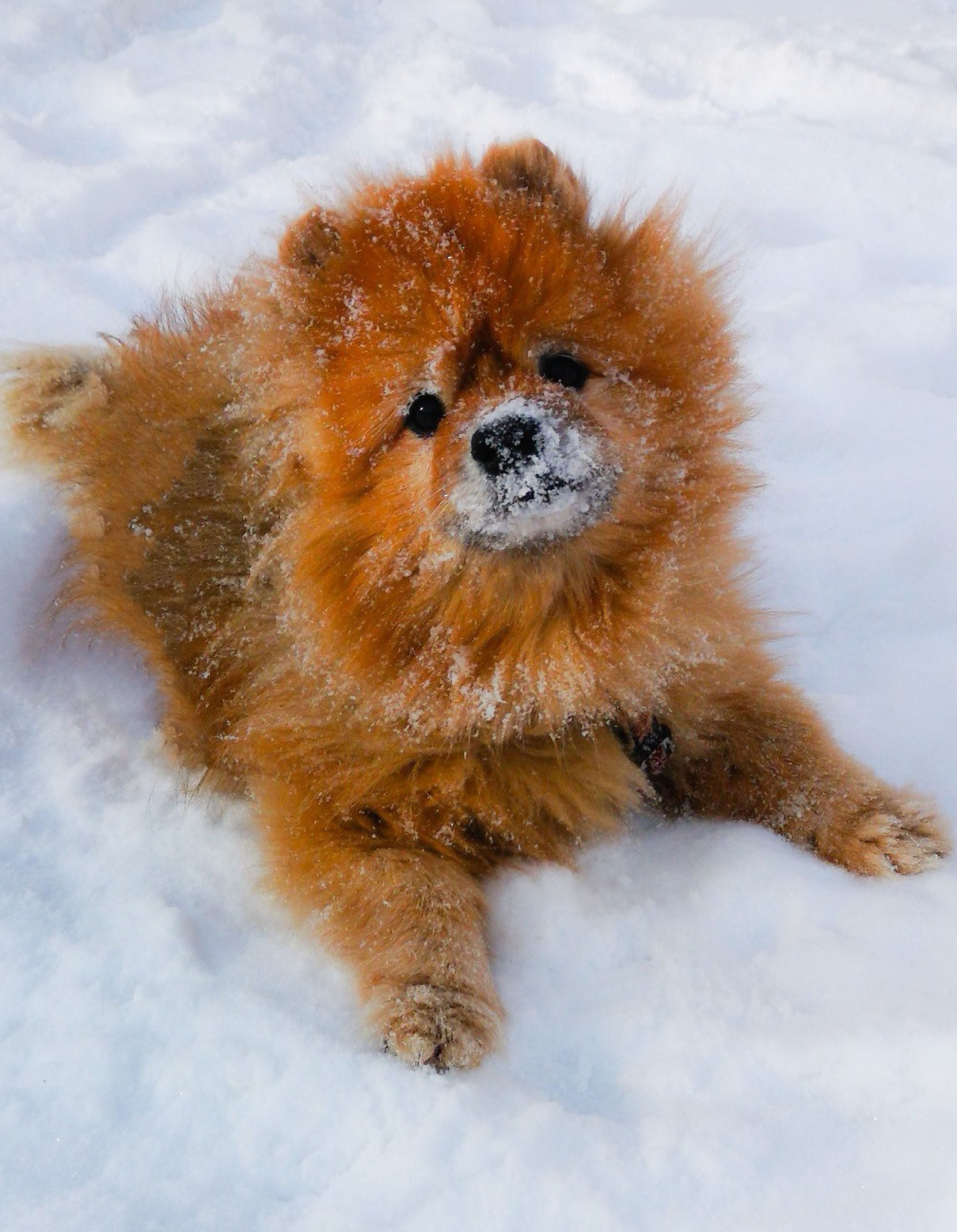 Zwergspitz, Pomeranian, Schnee, Winter, Flauschig, QHD+, Hintergrundbild fürs Tablet