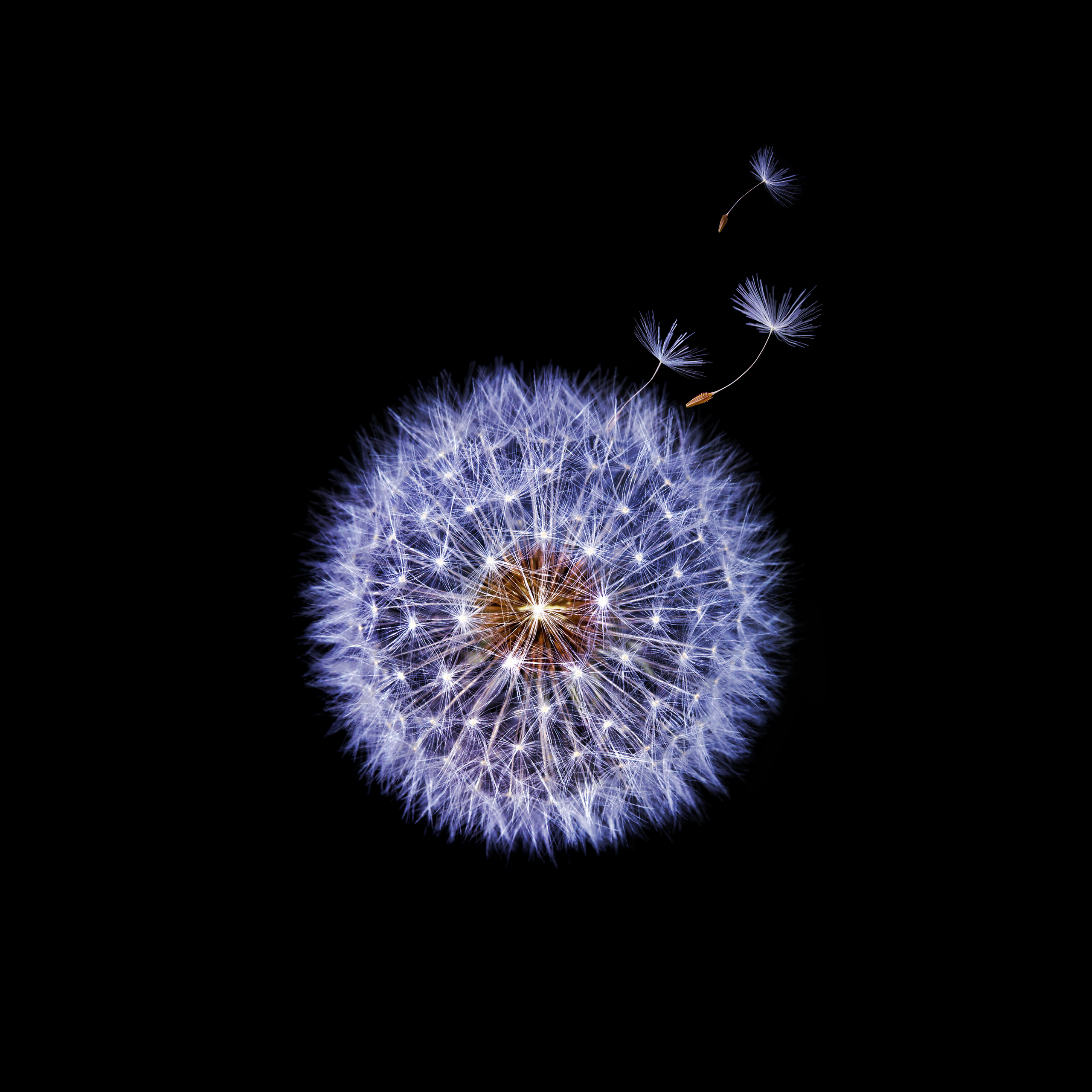 Pusteblume, Schwarzer Hintergrund, Flugsamen, Minimalistisch, Lila, 2K Wallpaper