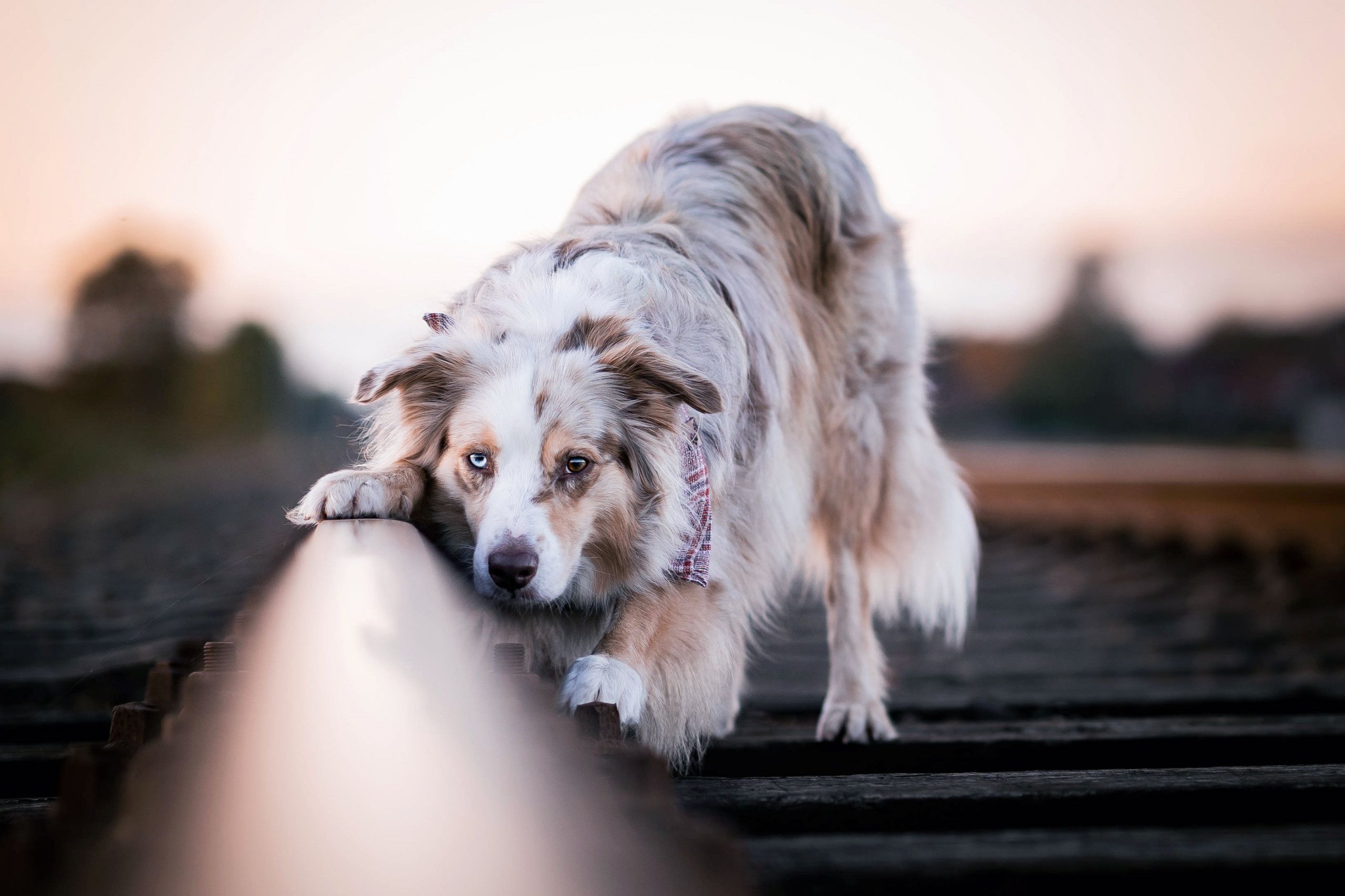 Australian Shepherd, Bahngleis, Sonnenuntergang, Merle, Draußen, 2K, Windows-Hintergrundbild