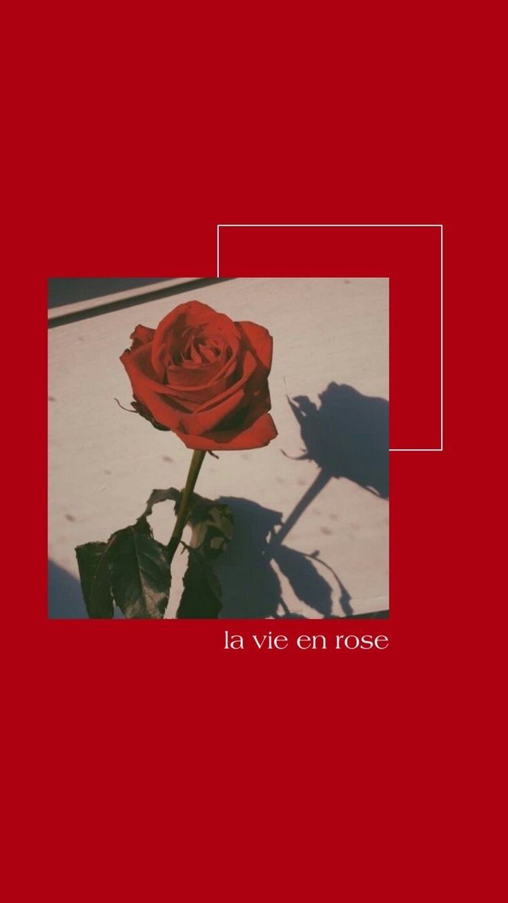 Rote Rose, La vie en rose, Polaroid, Roter Hintergrund, Minimalismus, Sperrbildschirm fürs iPhone
