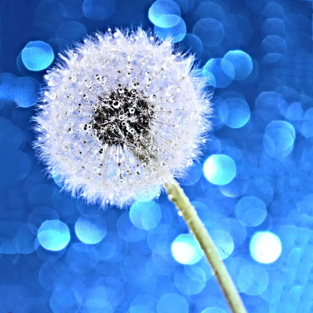 Pusteblume, Bokeh, Blau, Glitzer, Makro, Hintergrundbild für iPad und Tablet
