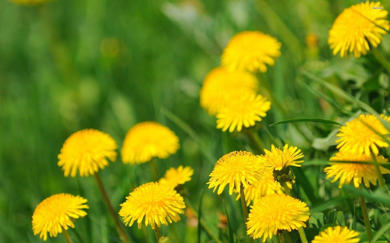 Löwenzahnblüten, Gelb, Gras, Frühling, Wiese, 16:10, HD-Hintergrundbild für den Desktop