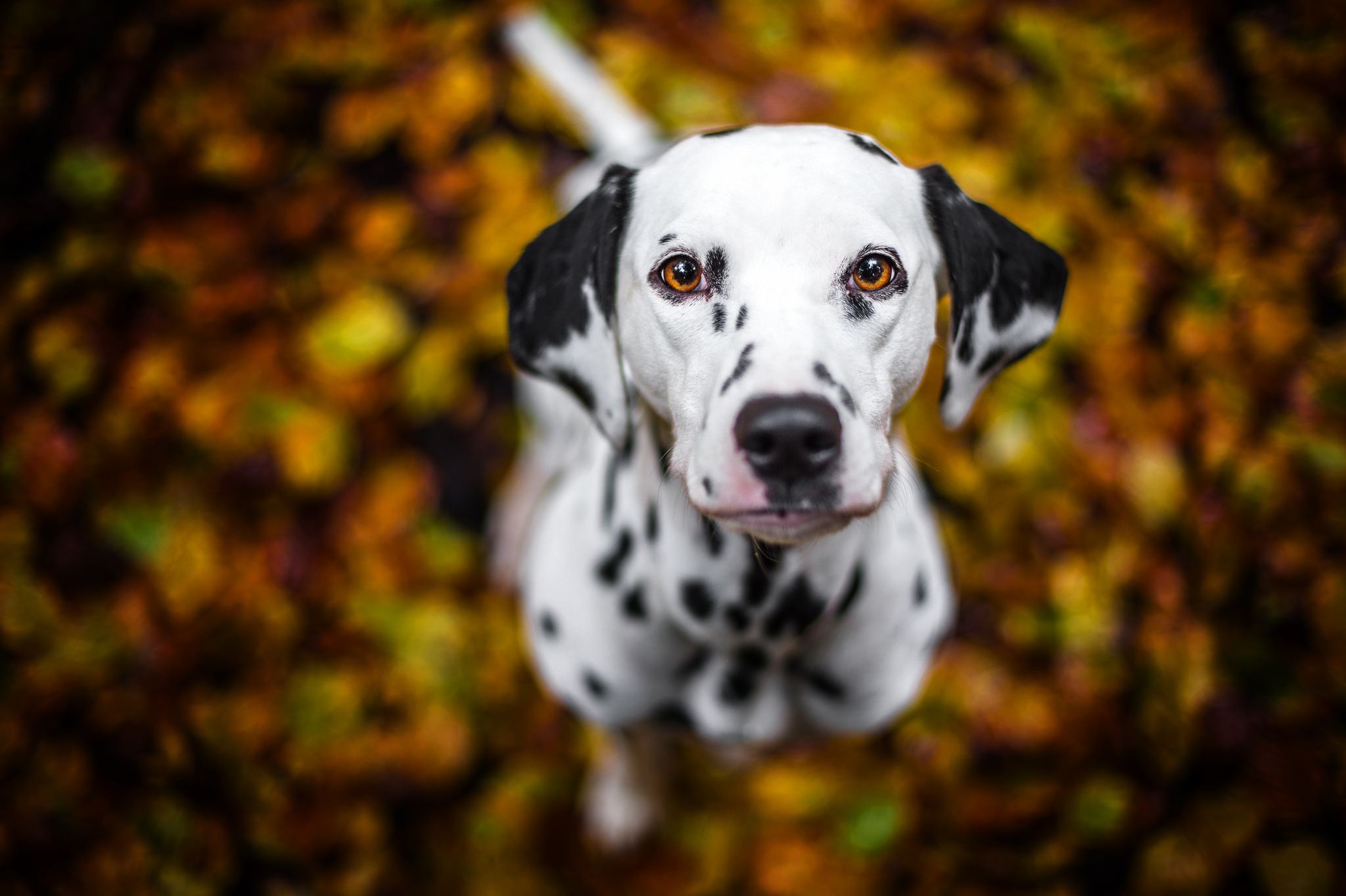 Dalmatiner, Herbst, Bokeh, Von oben, Porträt, Full HD, Desktop-Hintergrund für Windows