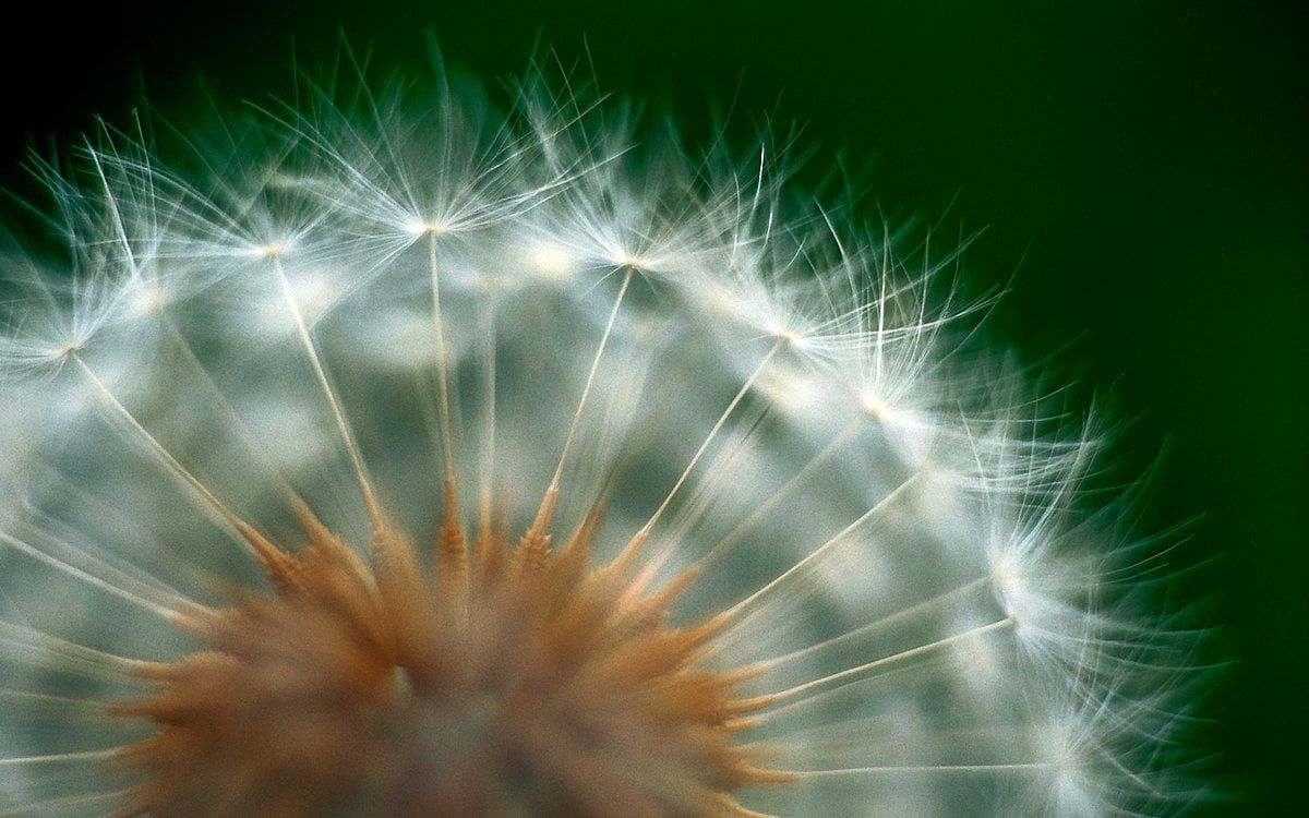 Pusteblume, Makro, Nahaufnahme, Grüner Hintergrund, Wallpaper