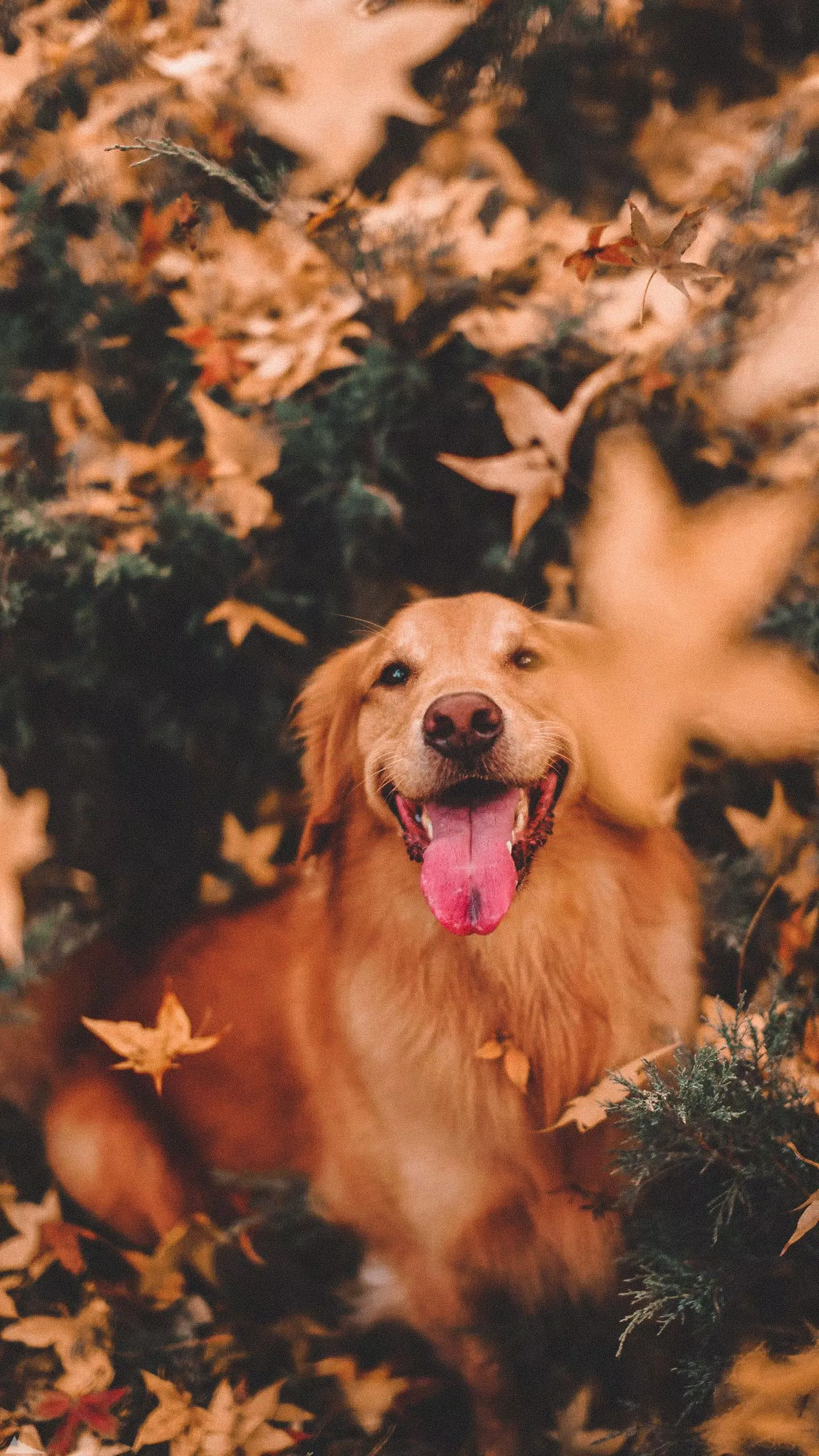 Golden Retriever, Herbstlaub, Herbst, Liegend, Orange, QHD+, Hintergrundbild fürs Handy