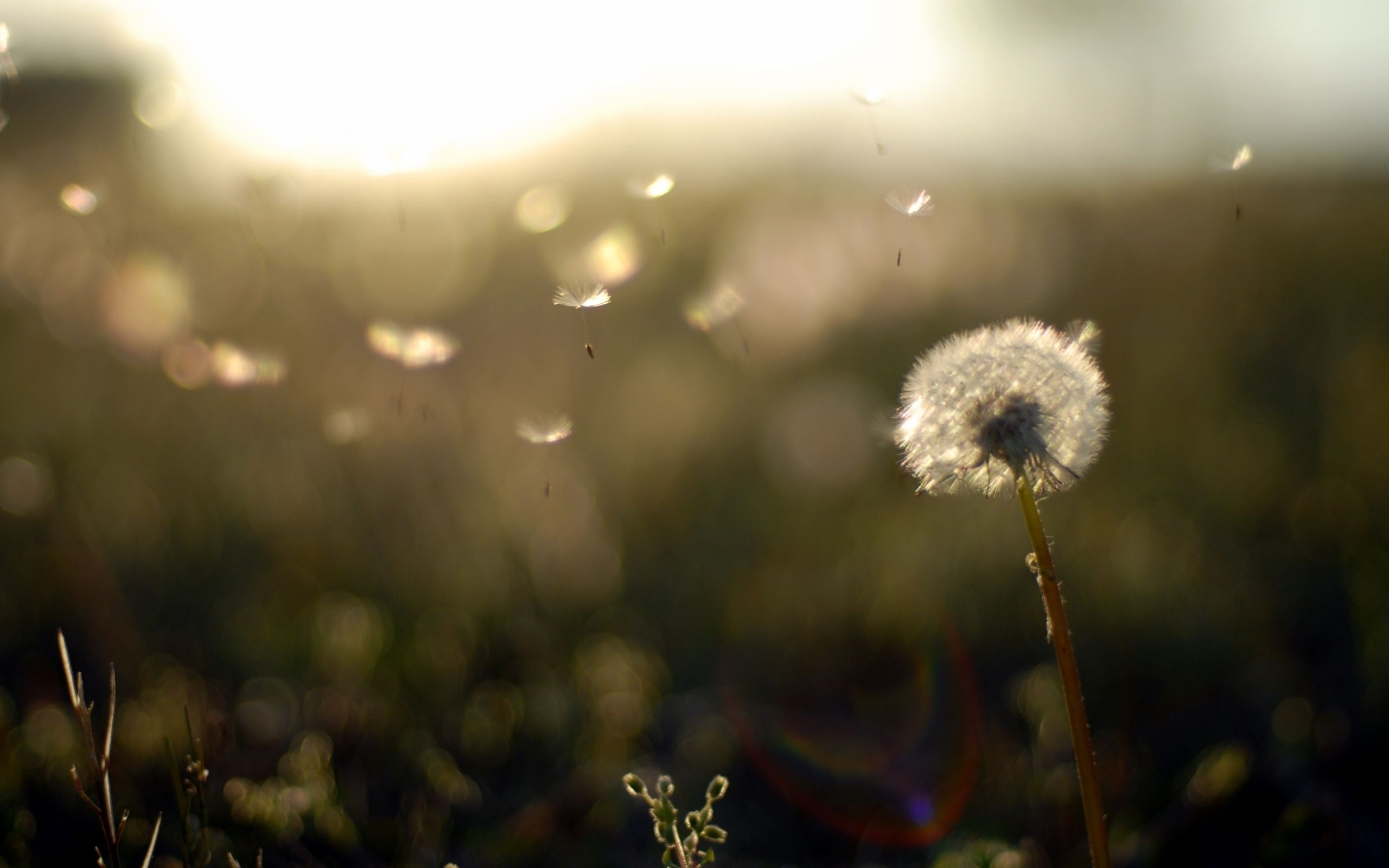 Pusteblume, Flugsamen, Gegenlicht, Feld, Abendlicht, 16:10, 2K-Hintergrundbild für den Desktop