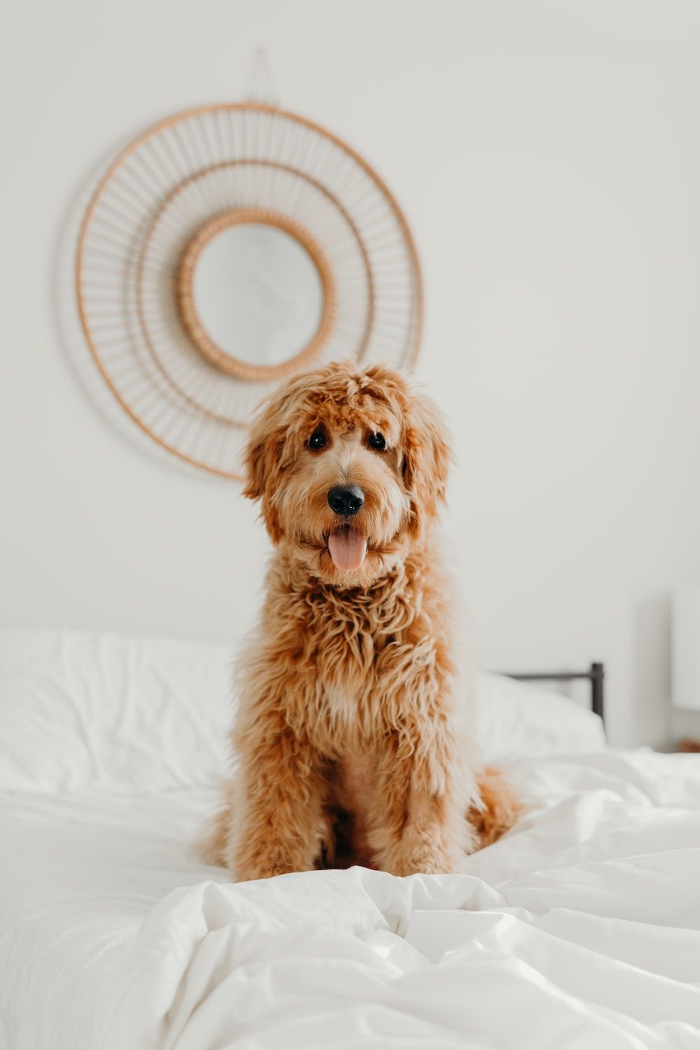 Goldendoodle, Bett, Weiße Bettwäsche, Lockiges Fell, Gemütlich, HD, Handy-Hintergrundbild