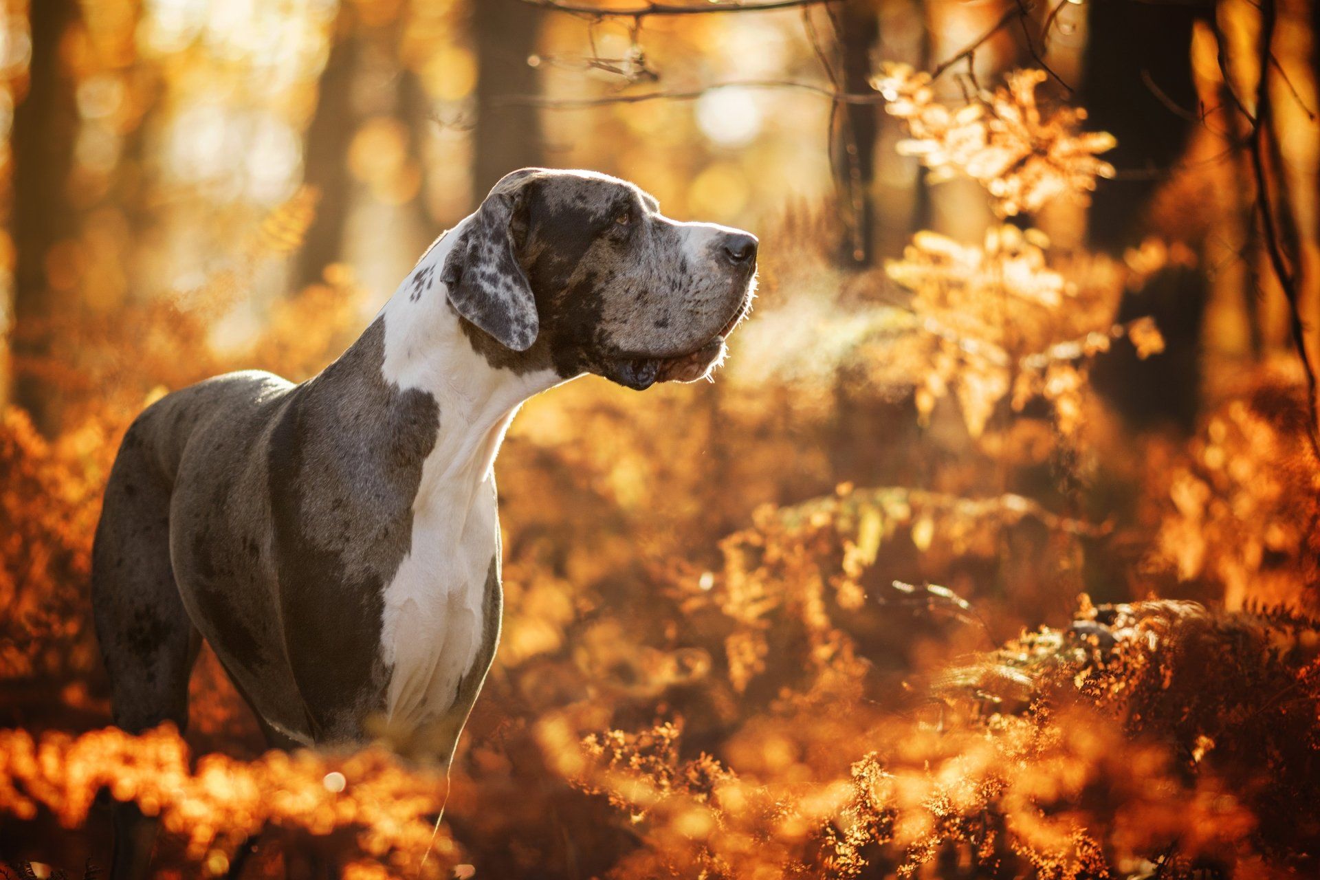 Deutsche Dogge, Herbstwald, Gegenlicht, Atemhauch, Goldenes Licht, Full HD, Windows-Hintergrundbild