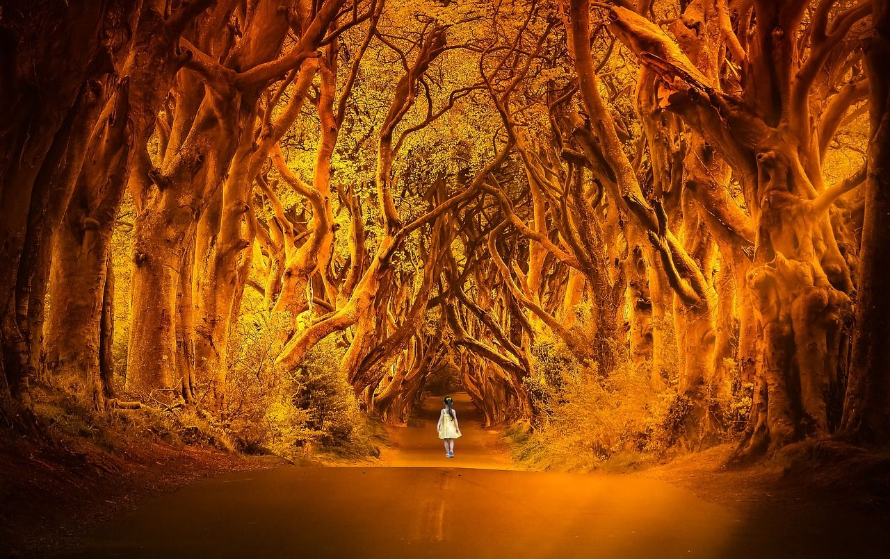 Märchenwald, Bäume, Orange, Gestalt, Fantasy, 16:10, HD-Hintergrundbild für den Desktop