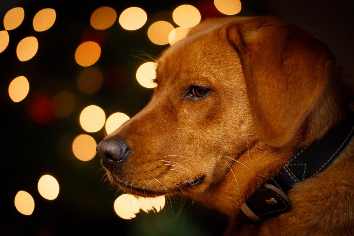 Labrador Retriever, Profil, Bokeh, Halsband, Warmes Licht, Hintergrundbild