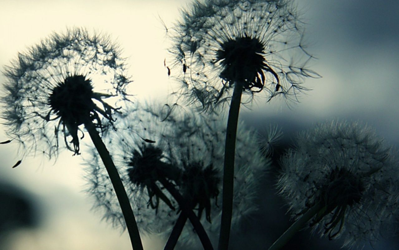 Pusteblumen, Silhouette, Graublau, Unschärfe, HD, Hintergrund für den Desktop