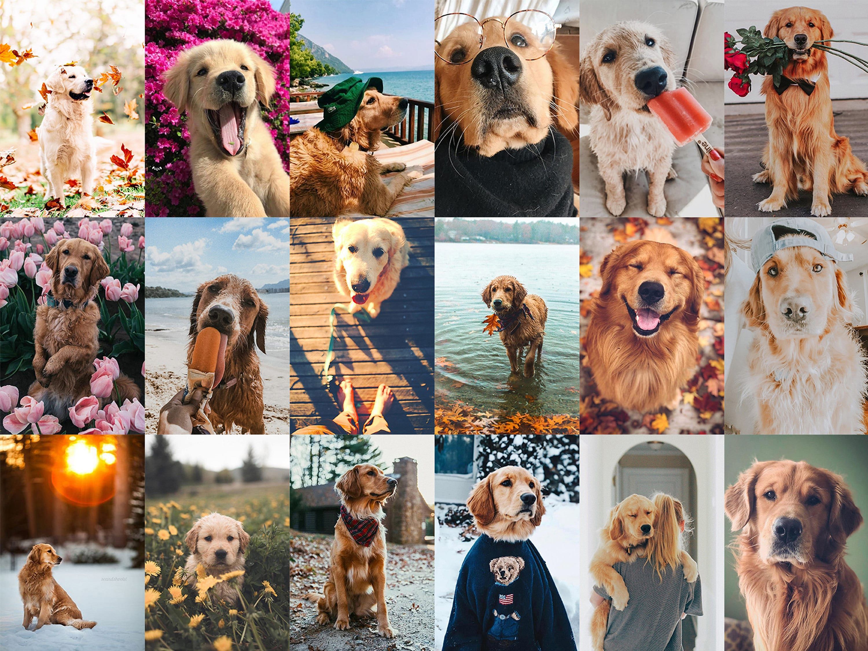 Golden Retriever, Collage, Hunde-Moodboard, Blumen, Ästhetik, Hintergrundbild fürs Tablet