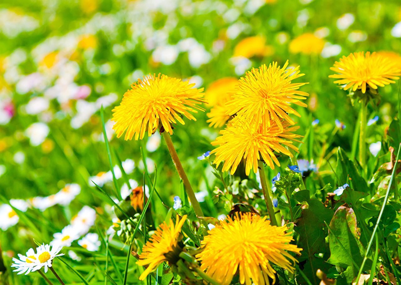 Löwenzahnblüten, Gänseblümchen, Blumenwiese, Gelb, Frühling, HD-Hintergrundbild für PC